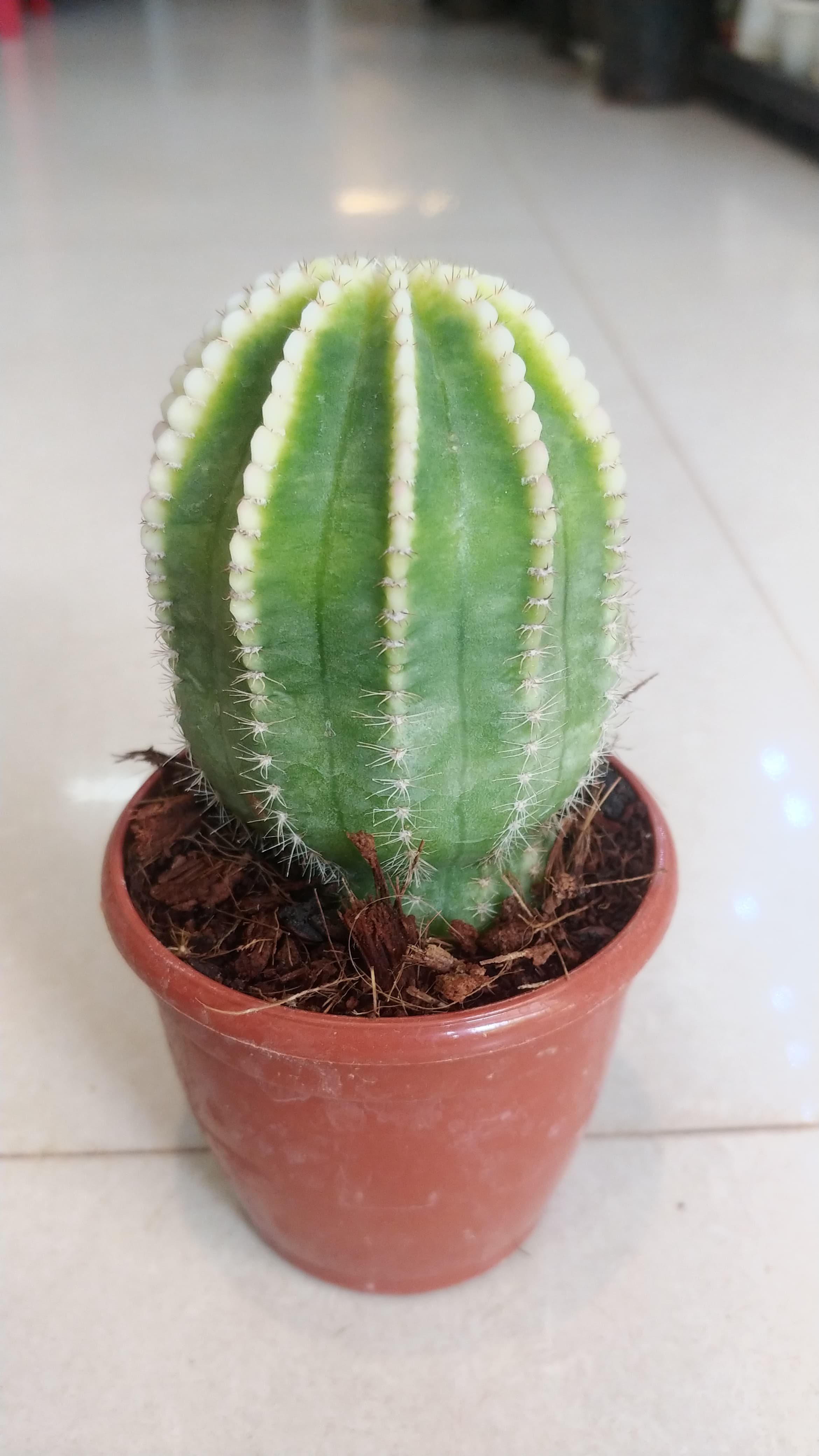 Echinopsis 'Cupcake'