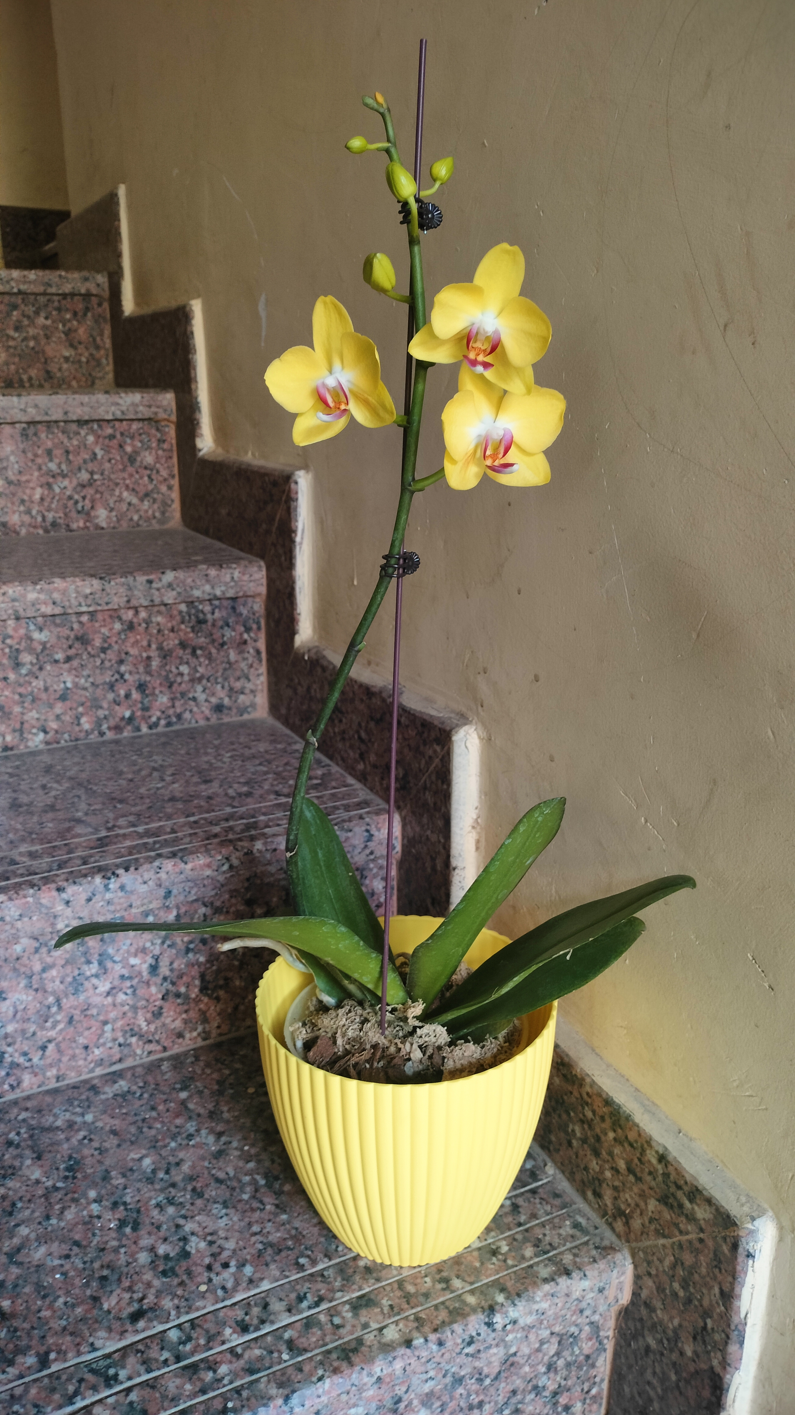 Bright yellow Phalanopsis