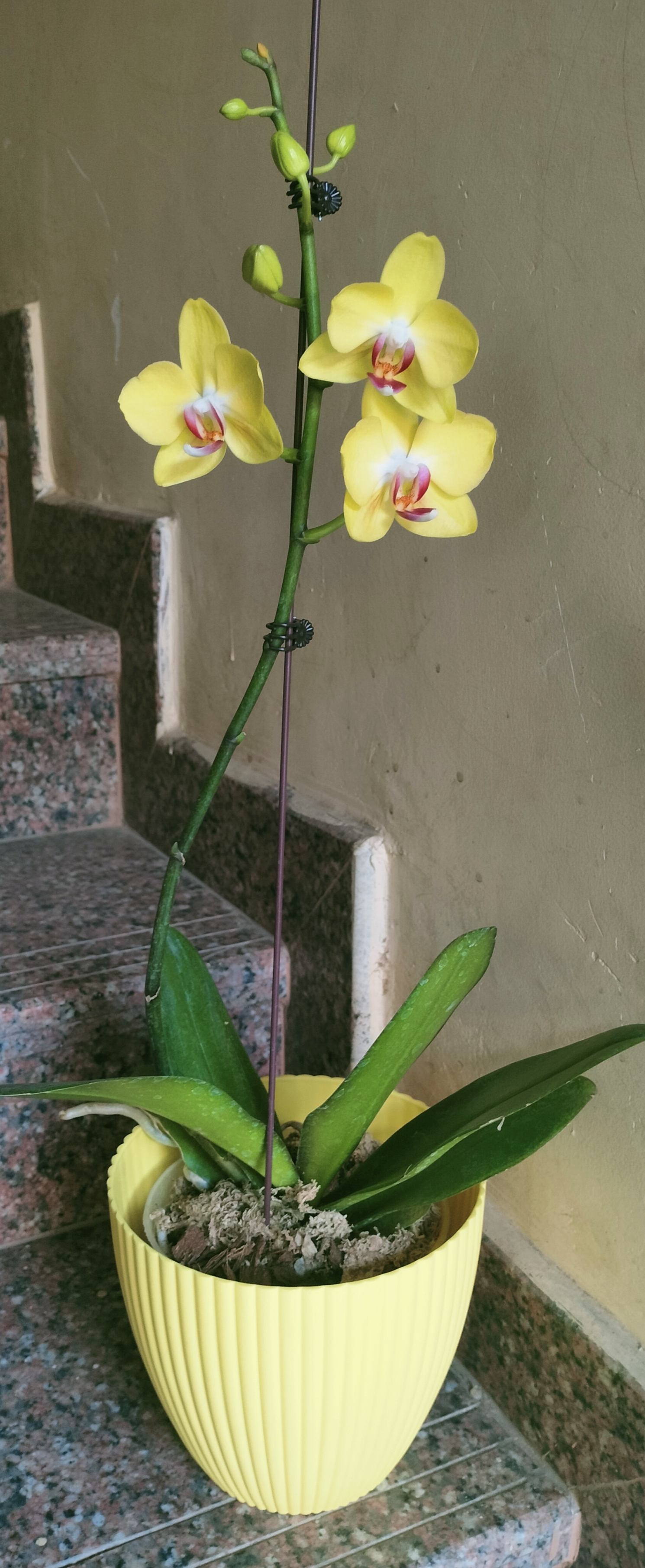 Bright yellow Phalanopsis