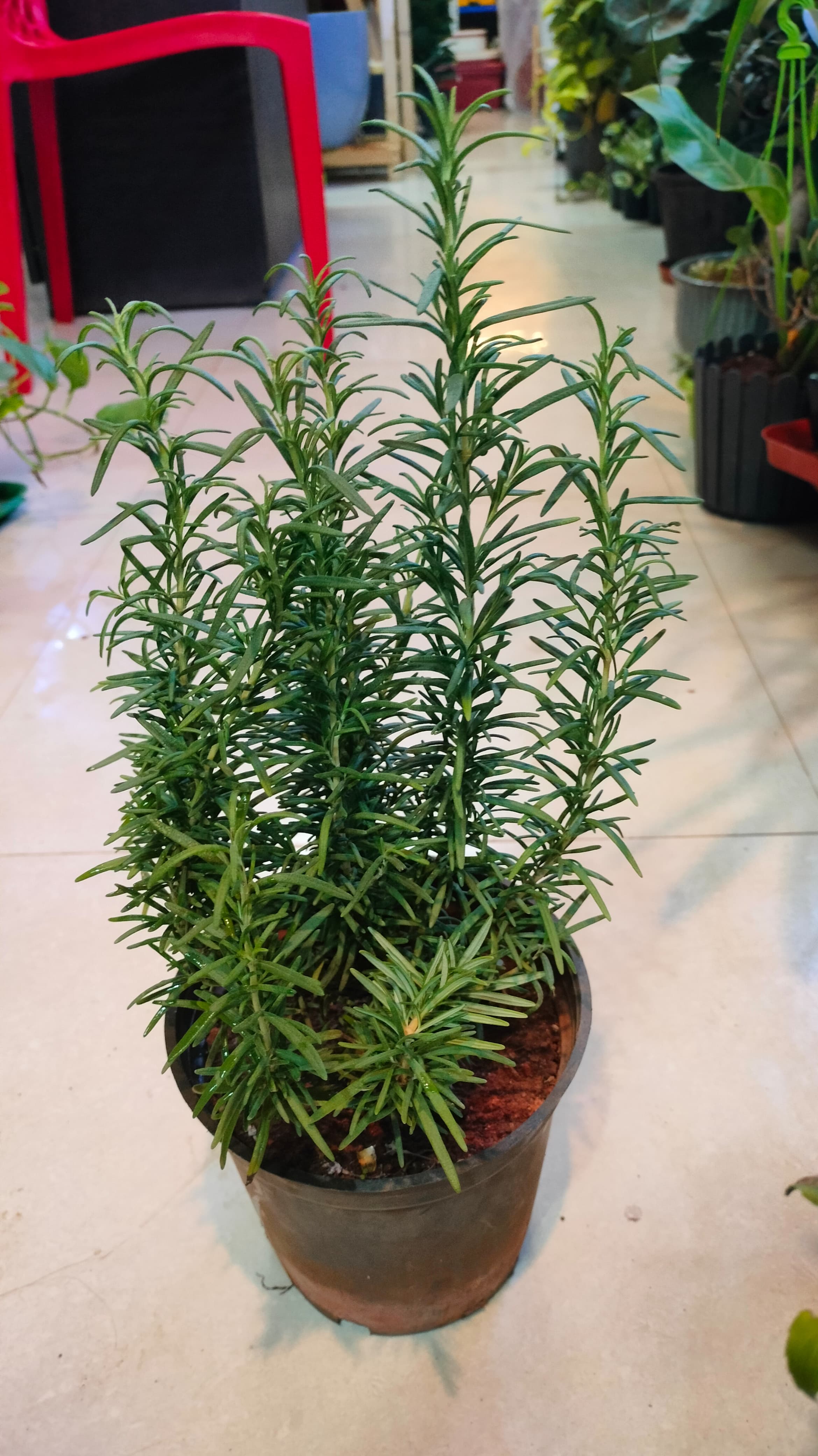 Herbs combo: Tulsi and Rosemary