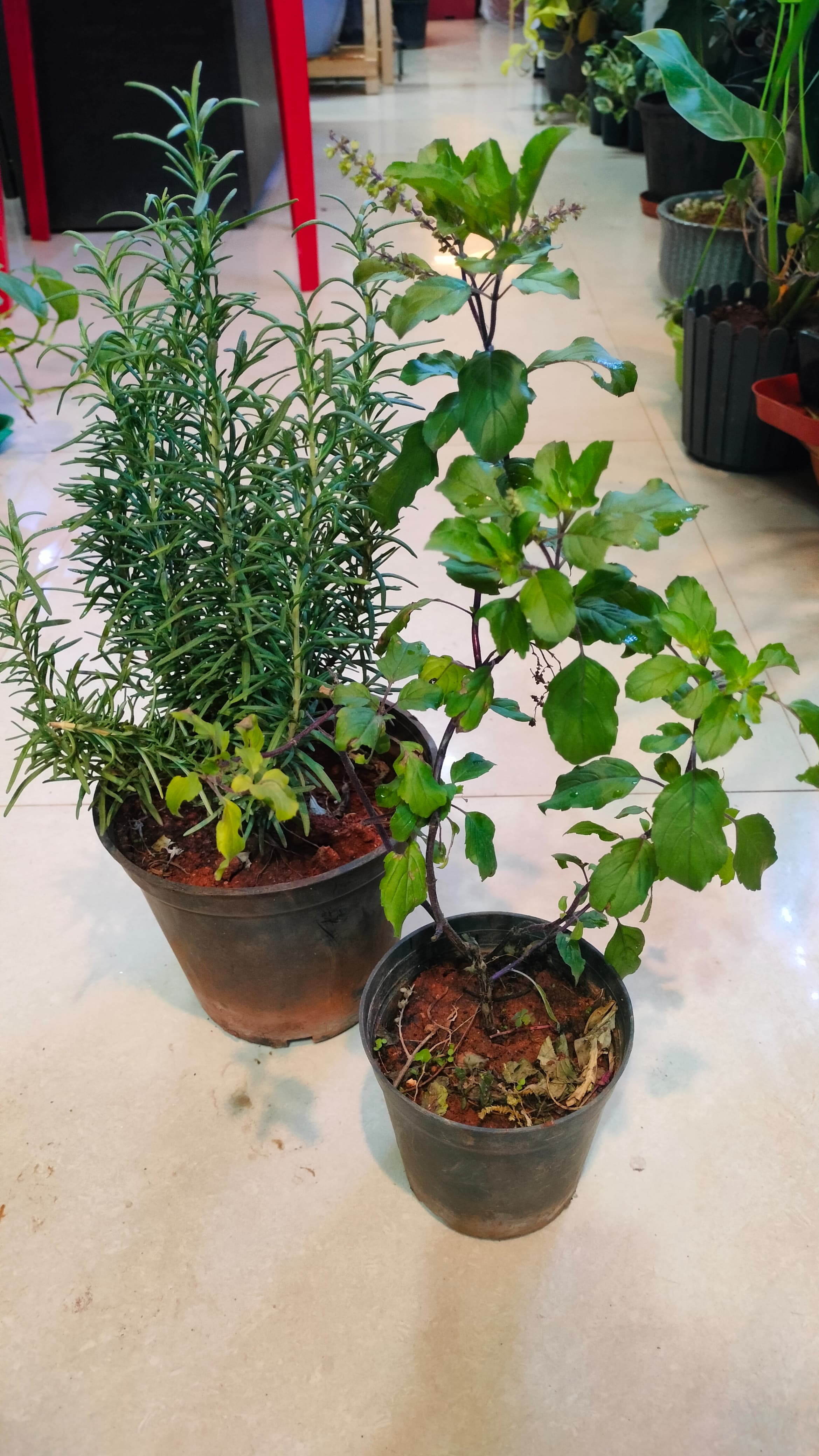 Herbs combo: Tulsi and Rosemary
