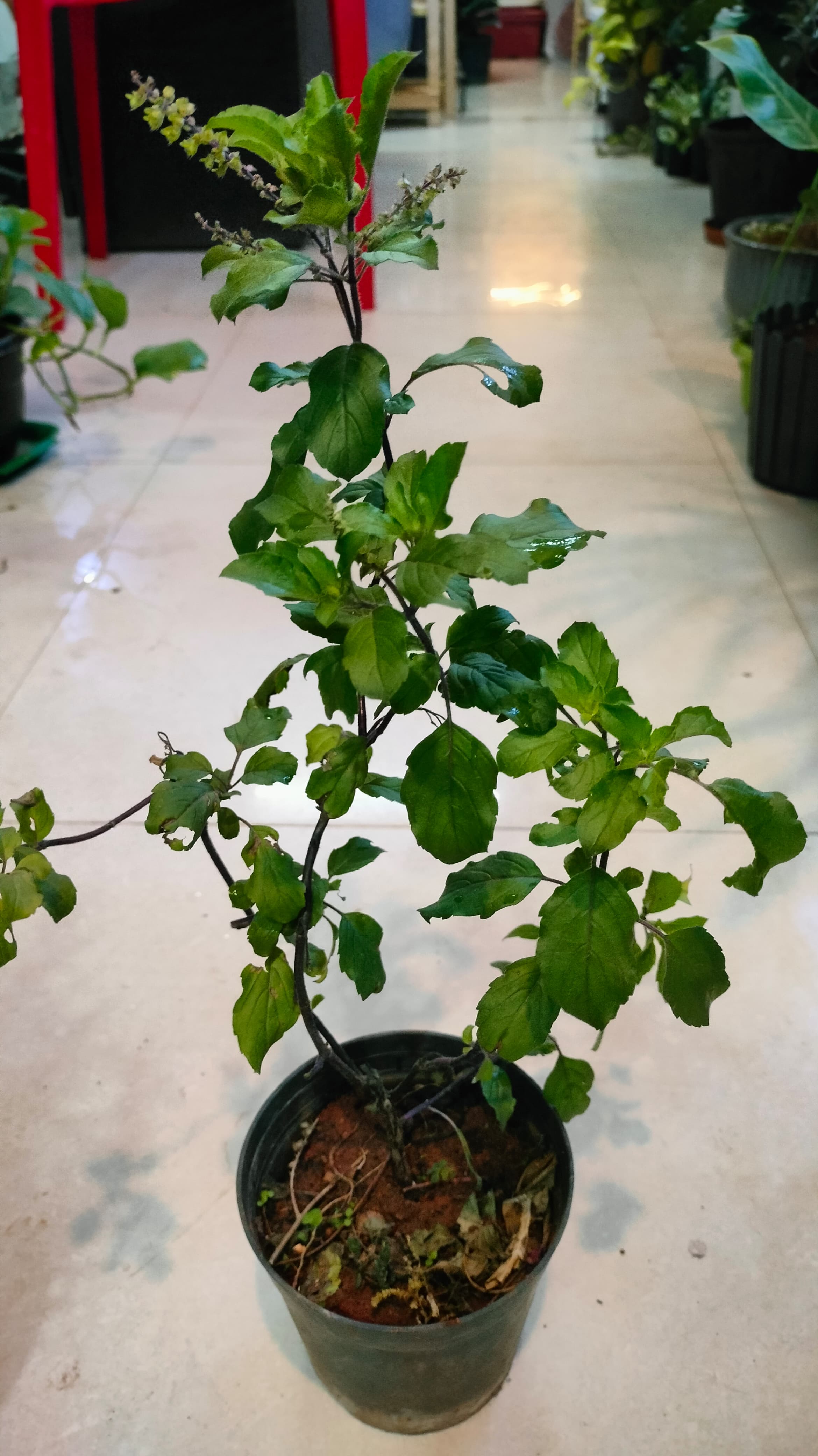 Herbs combo: Tulsi and Rosemary