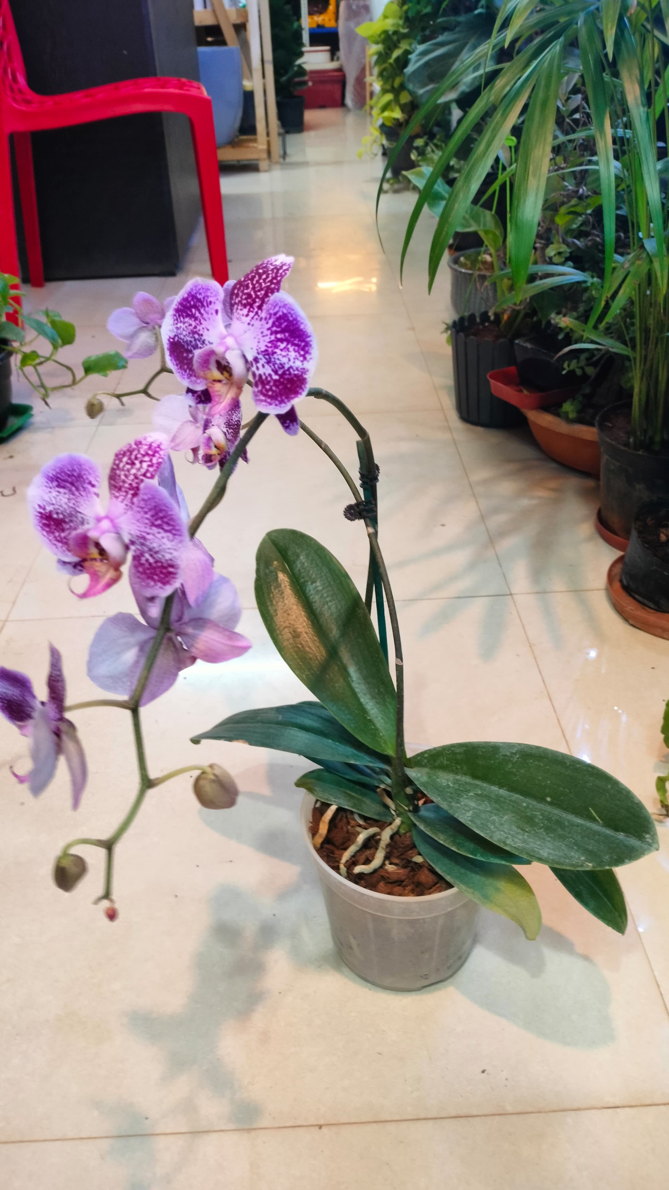 Set of 2 Phalaenopsis Orchids with flowers