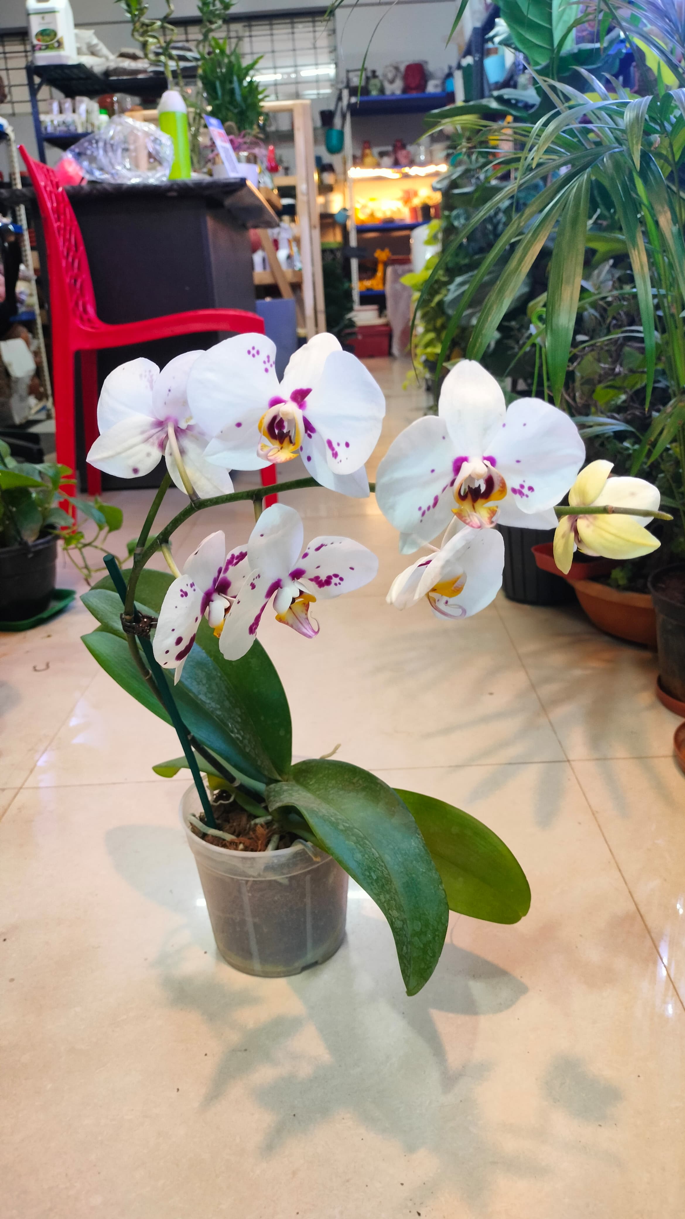Set of 2 Phalaenopsis Orchids with flowers