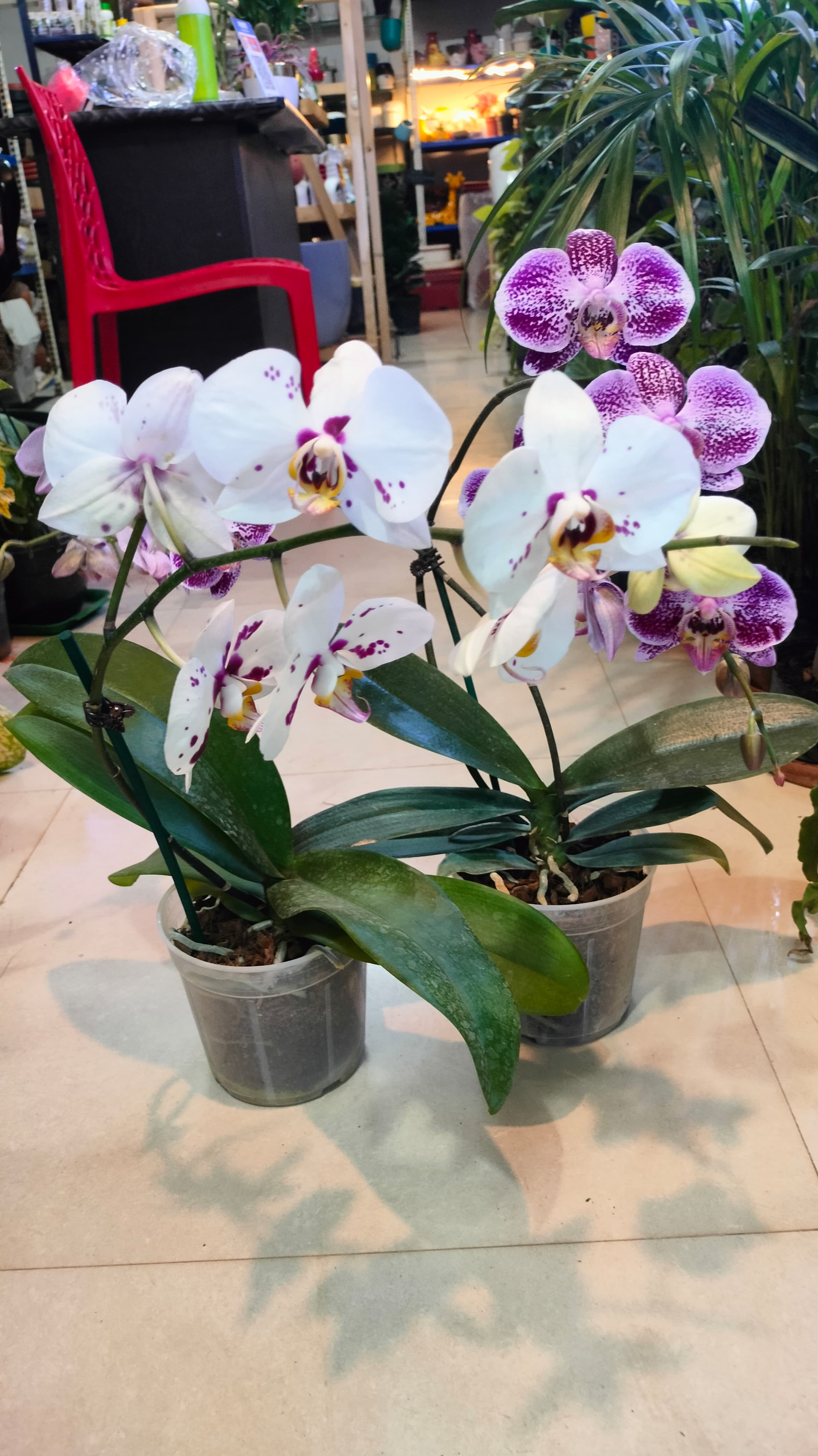 Set of 2 Phalaenopsis Orchids with flowers