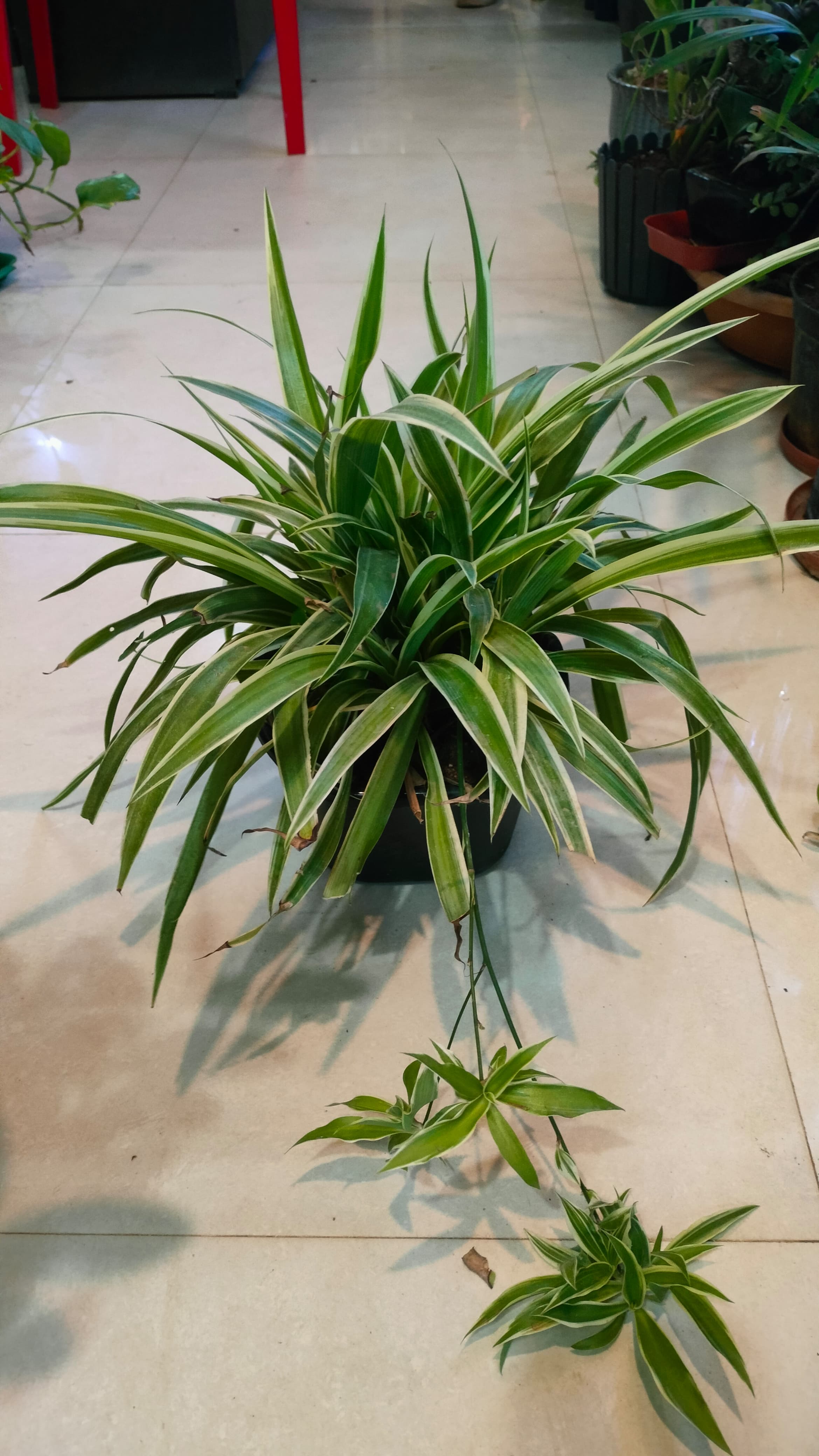 3 Air purifier plants