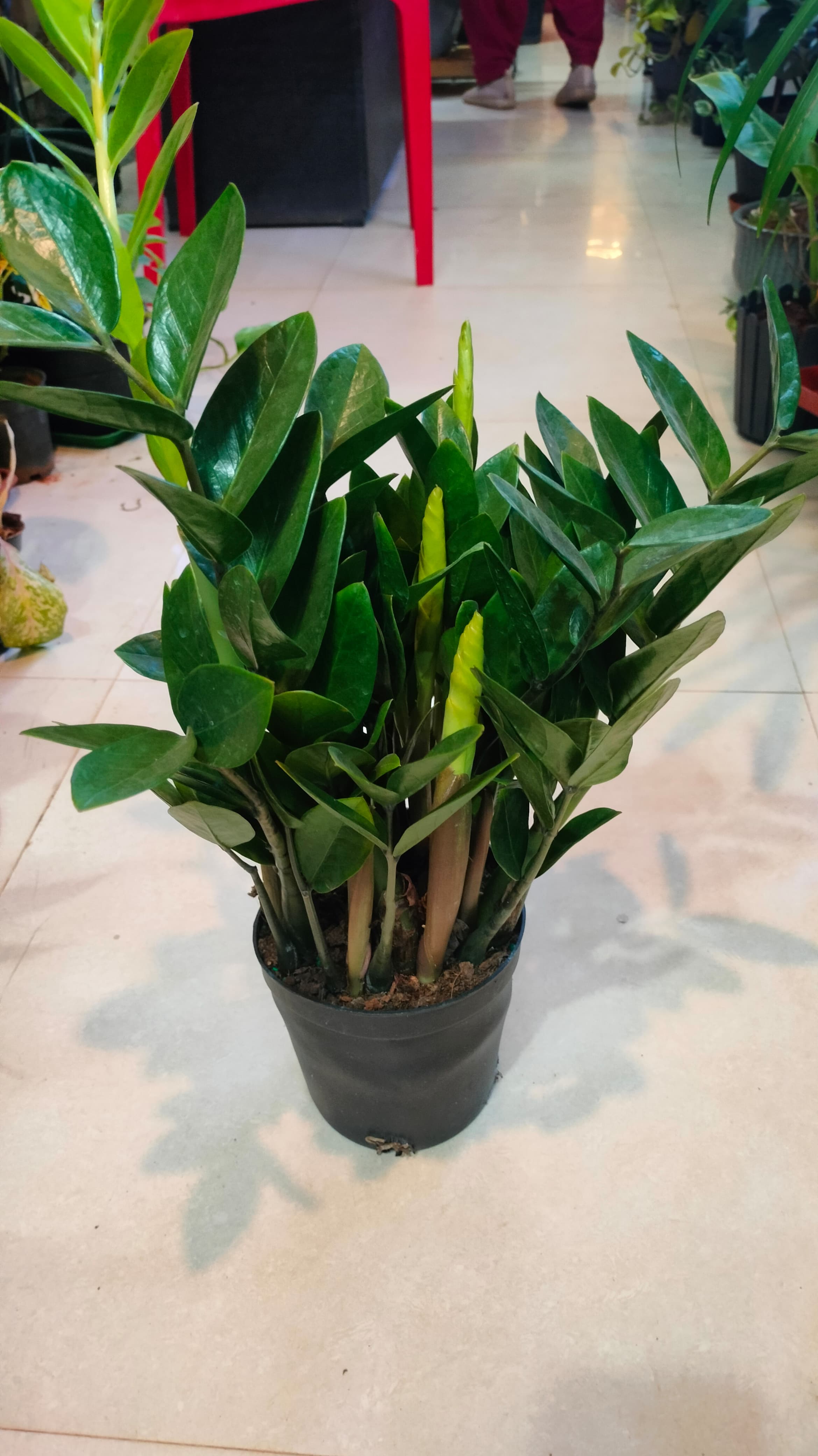 3 Air purifier plants