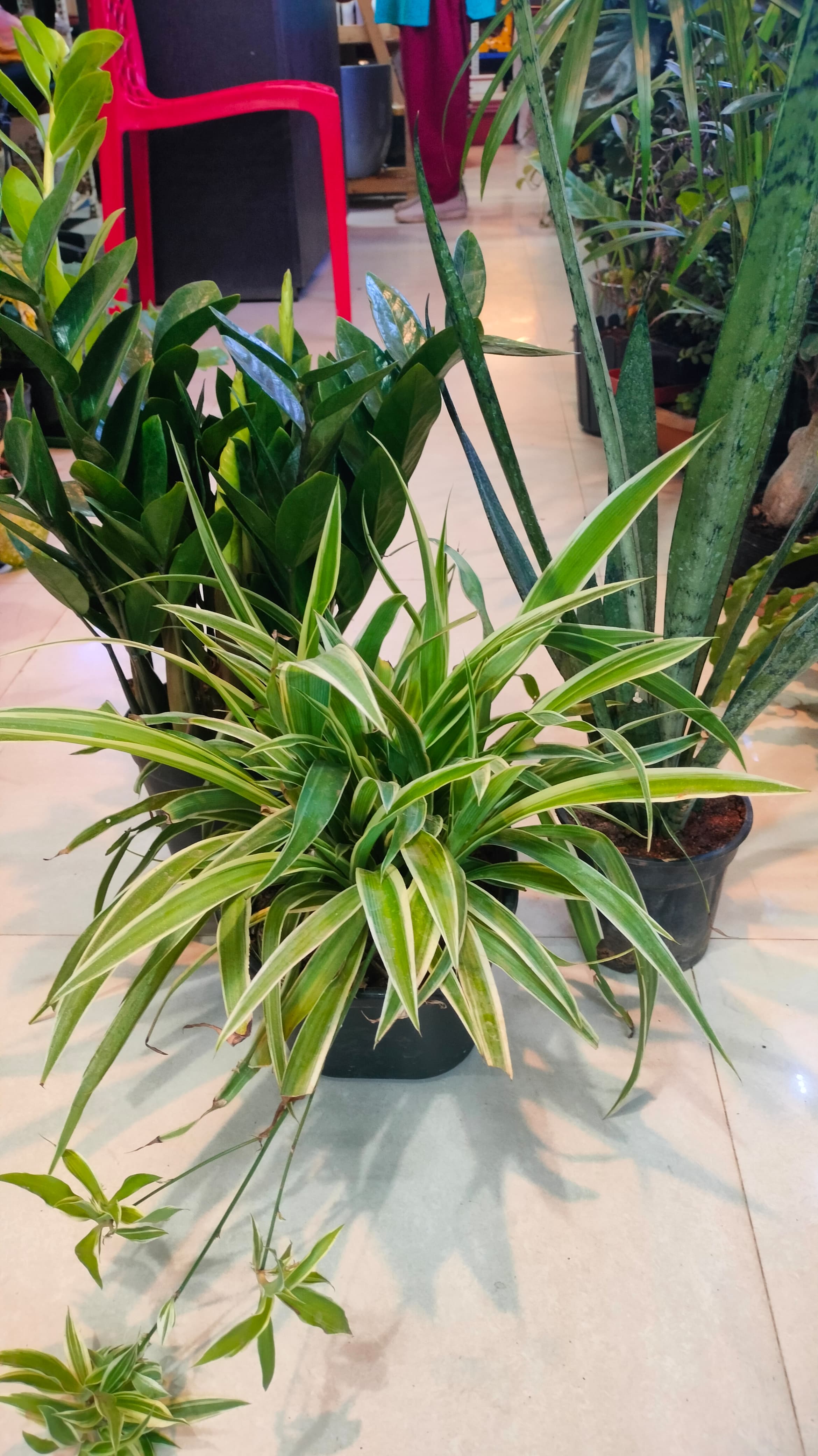 3 Air purifier plants