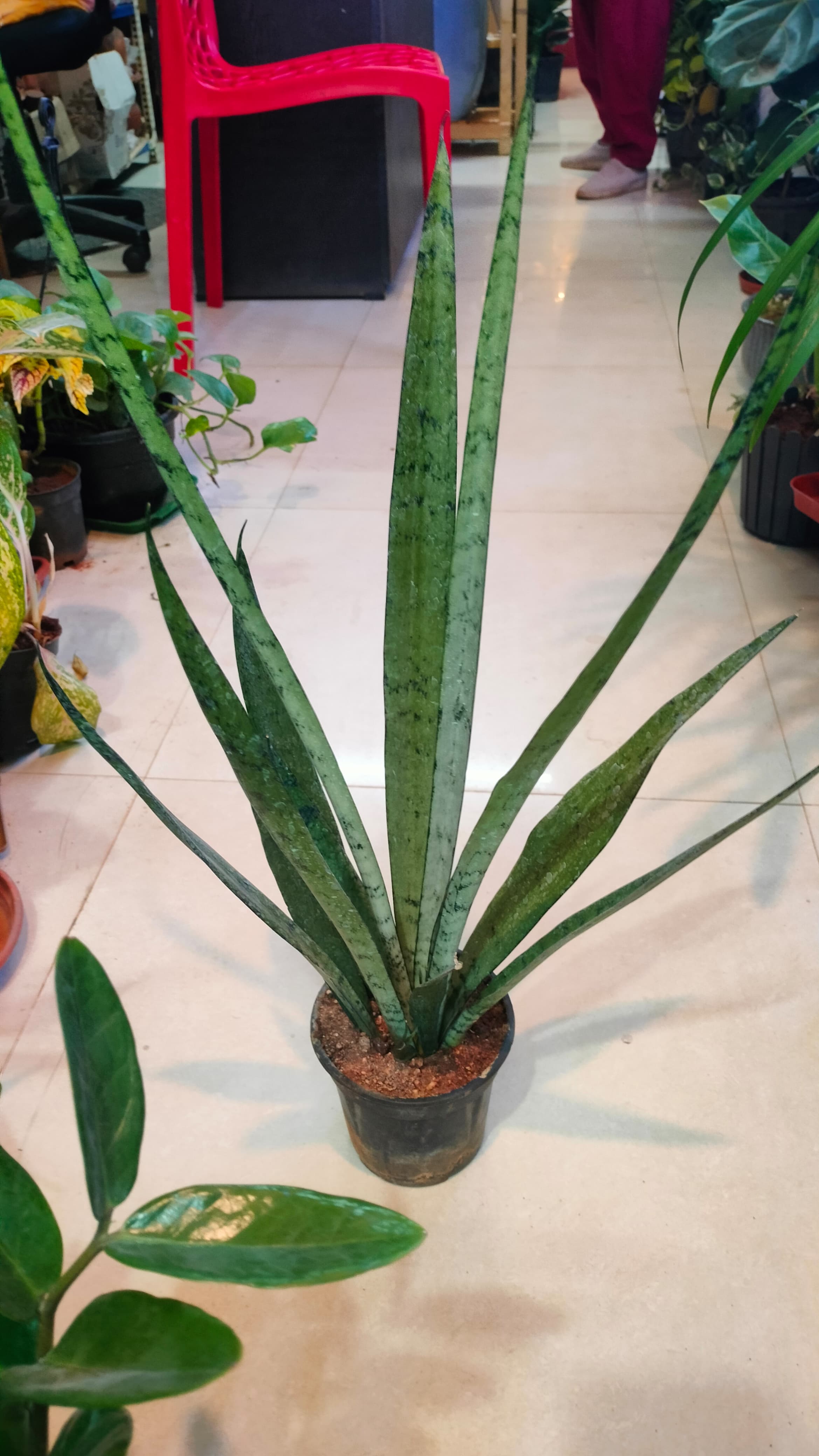 3 Air purifier plants