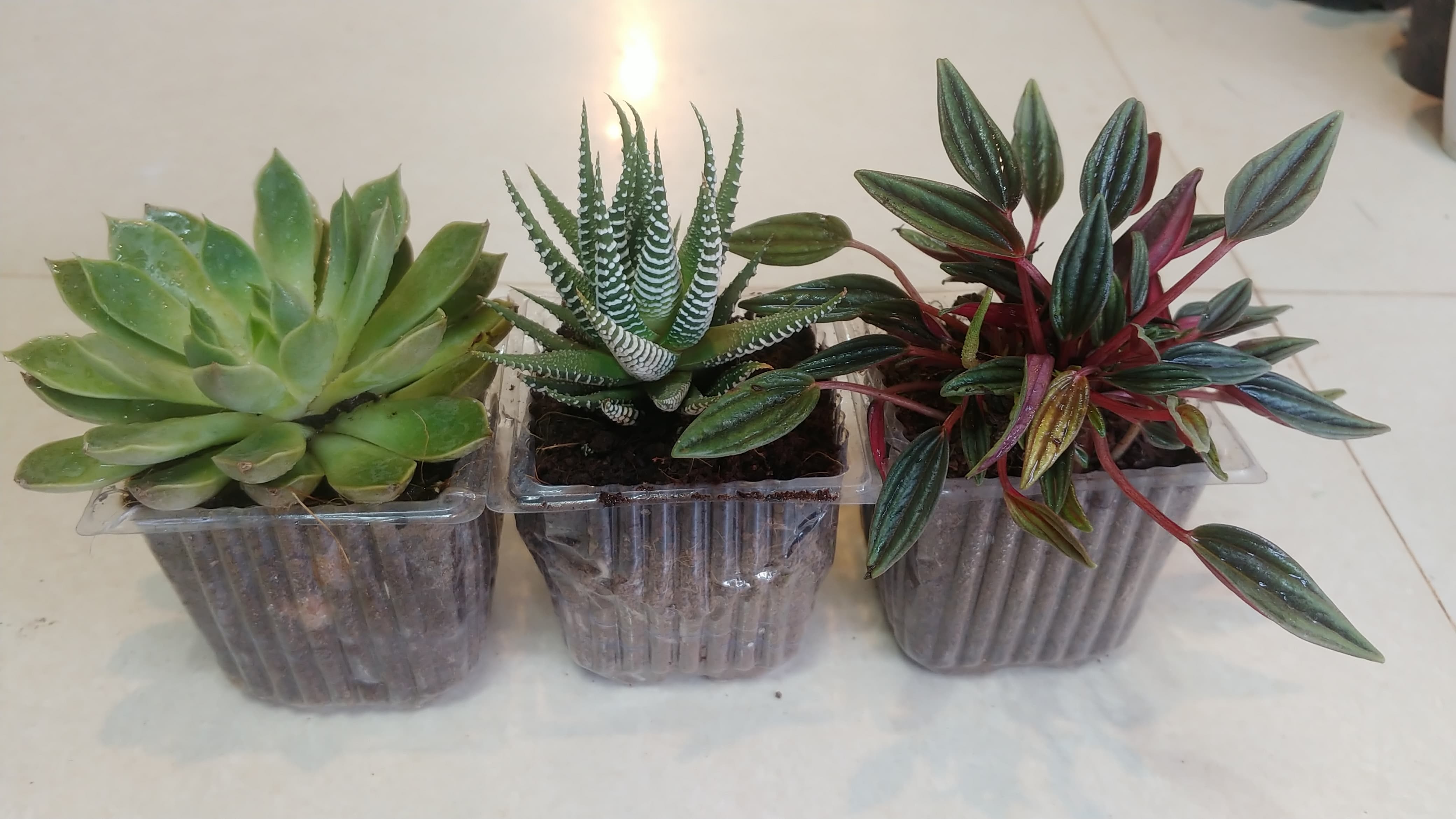 Succulent Combo (3 plants)