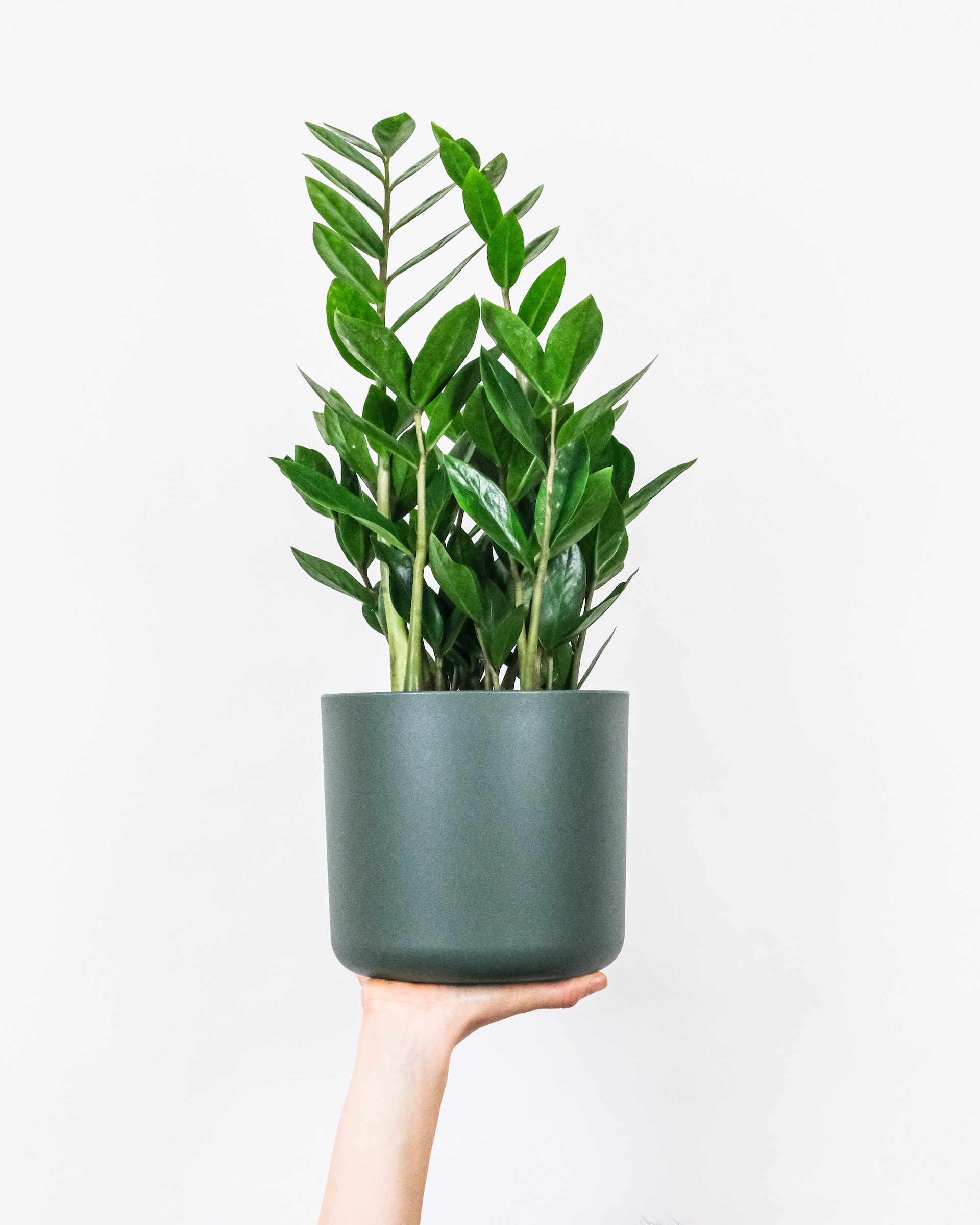 ZZ Plant Green in 5" nursery pot