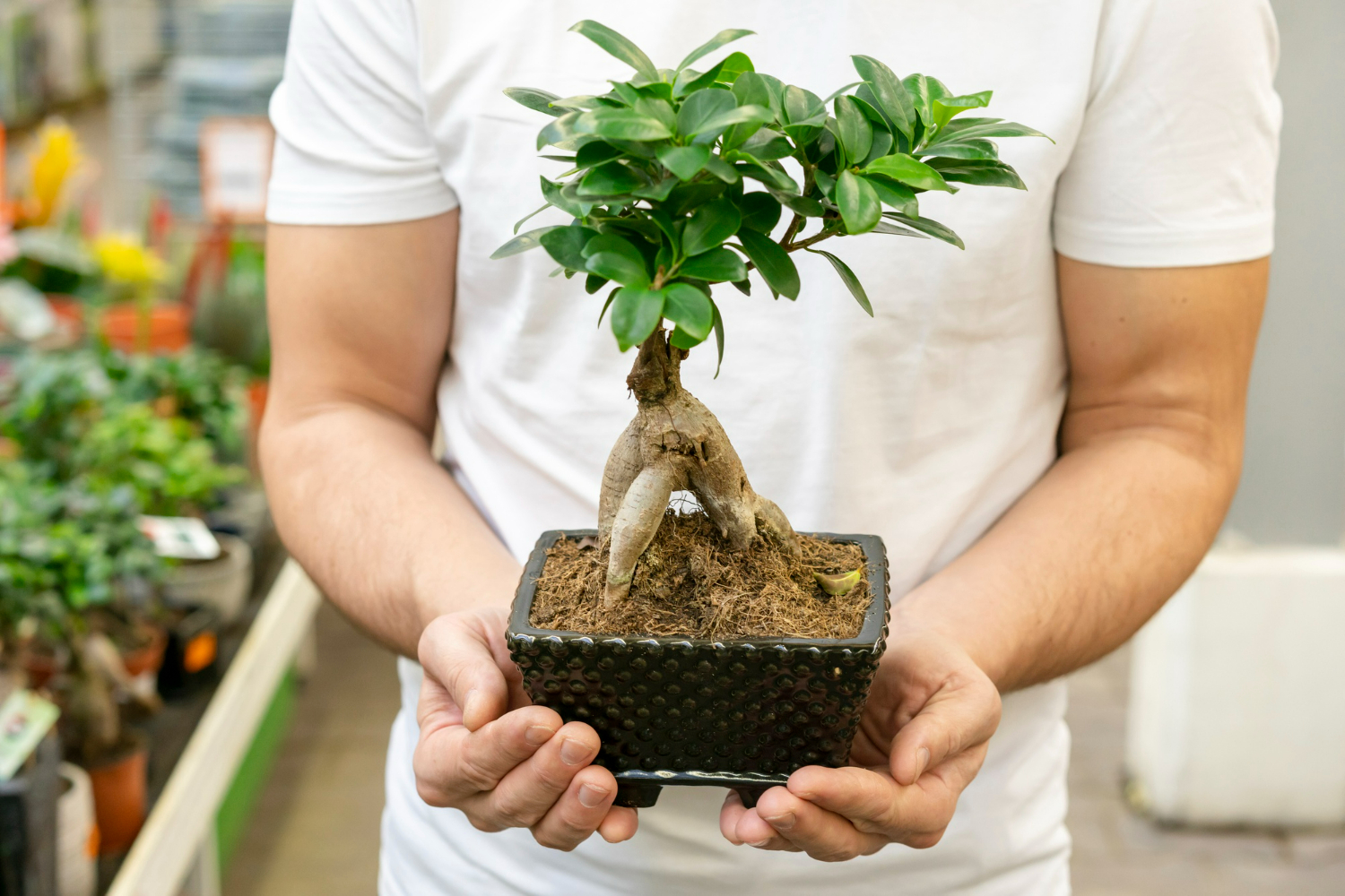 Ficus Bonsai