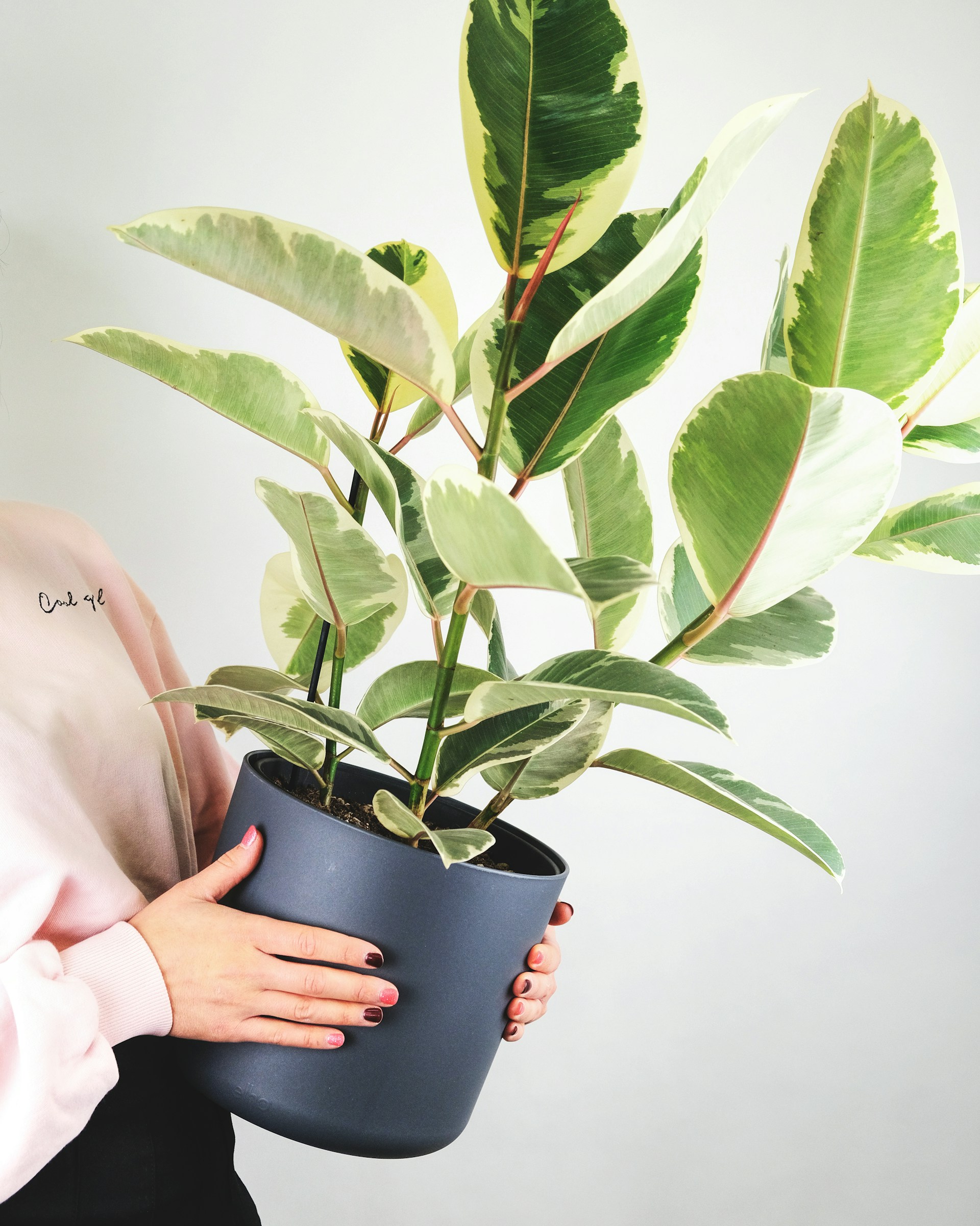 Verigated Rubber Plant