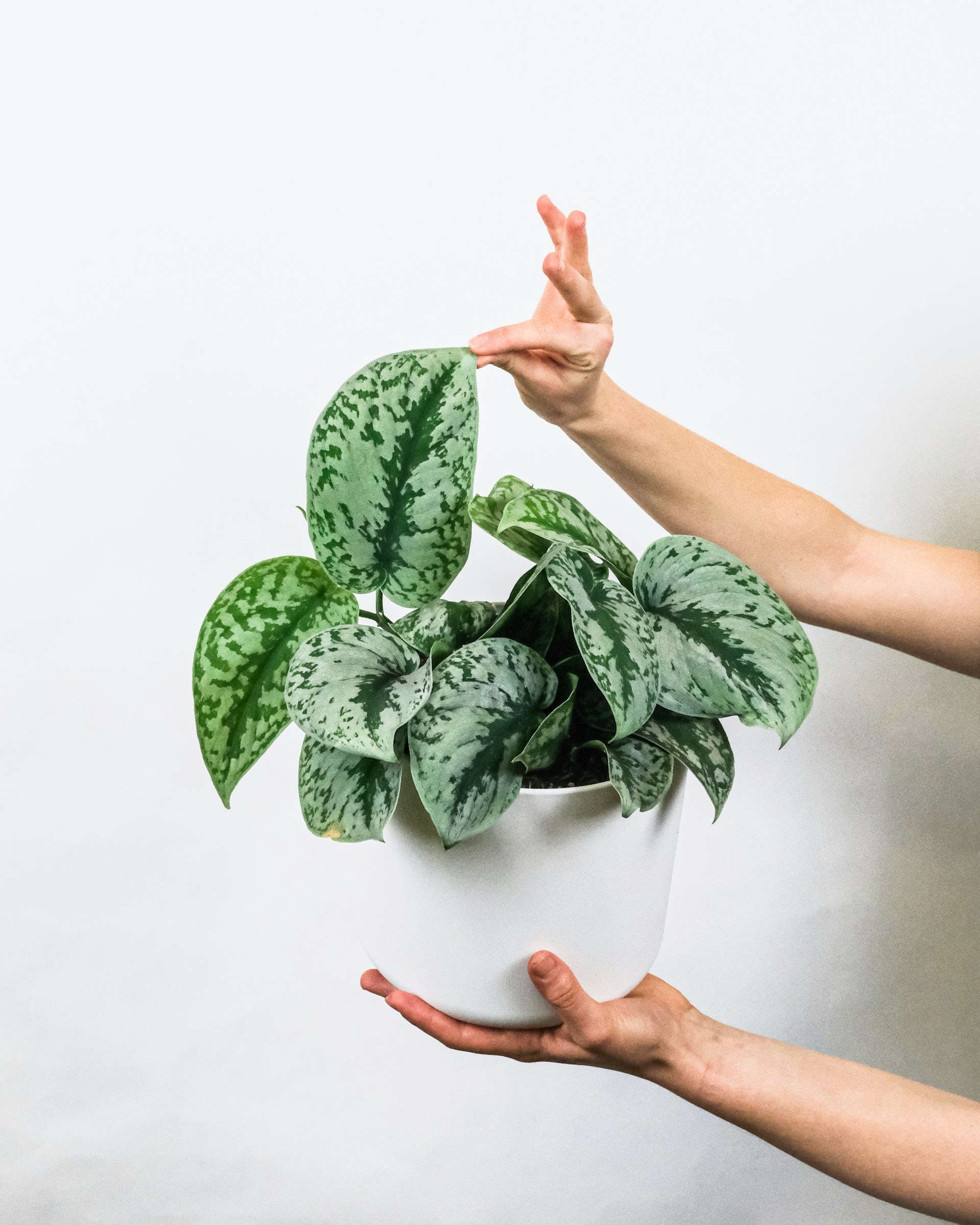 Satin Pothos