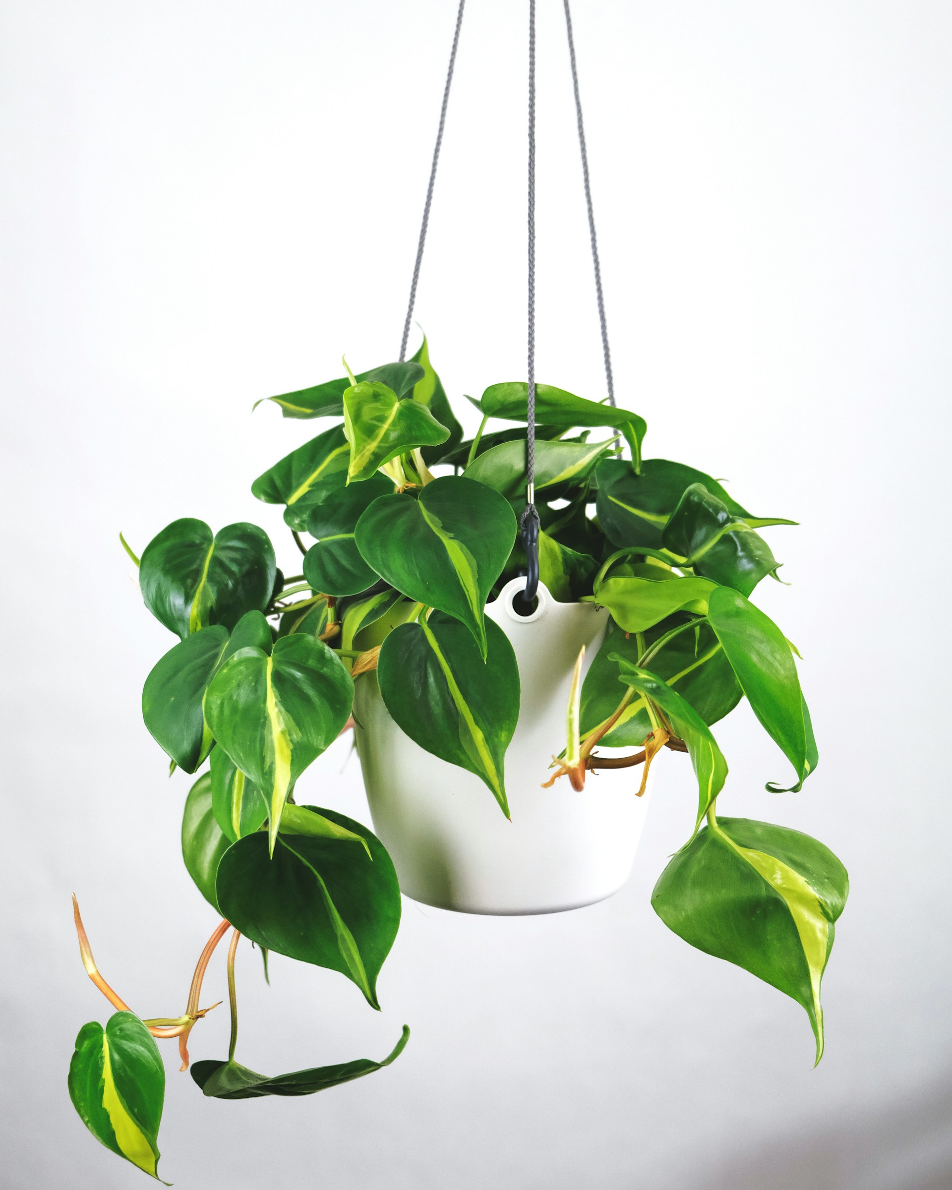 Philodendron Brazil