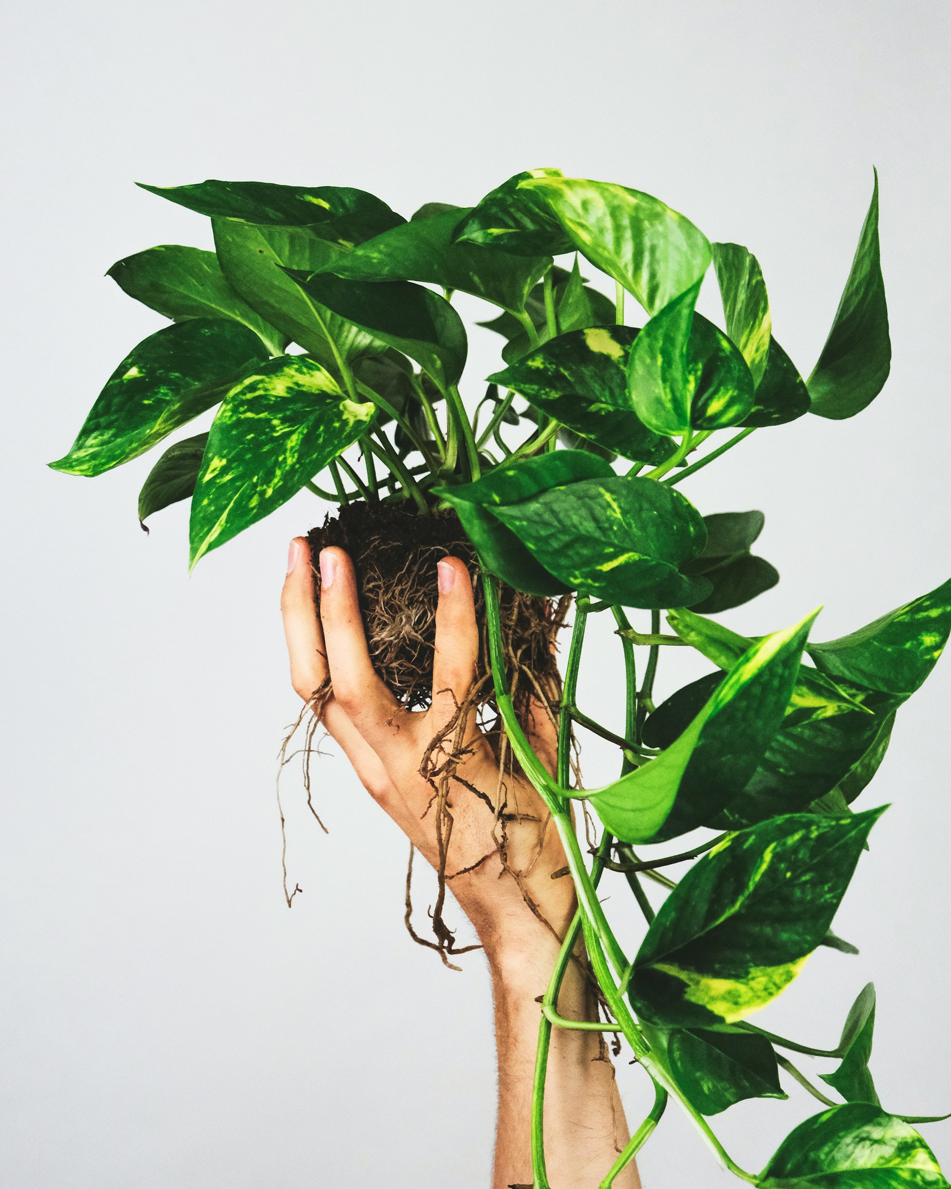 Money Plant