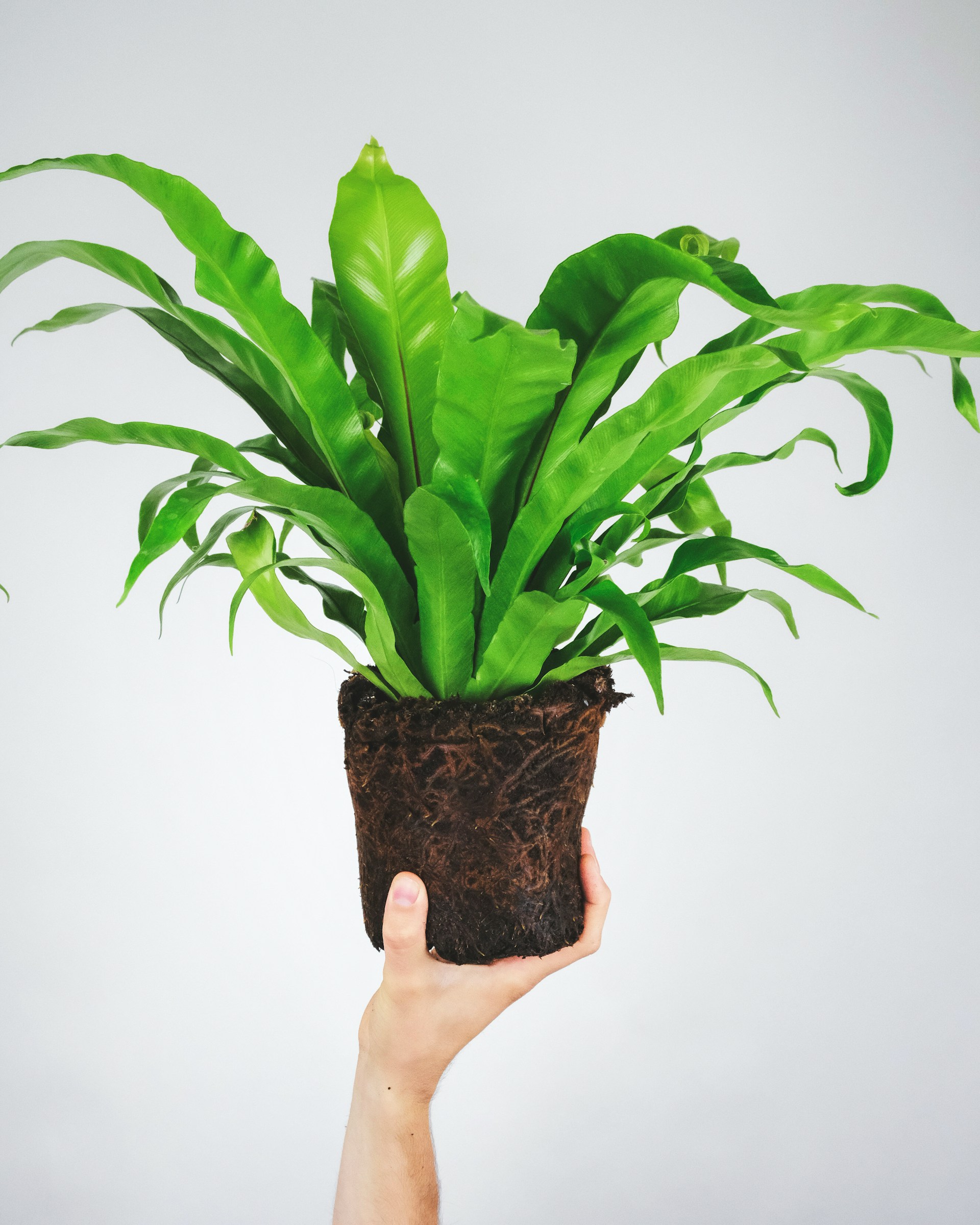 Birds Nest Fern