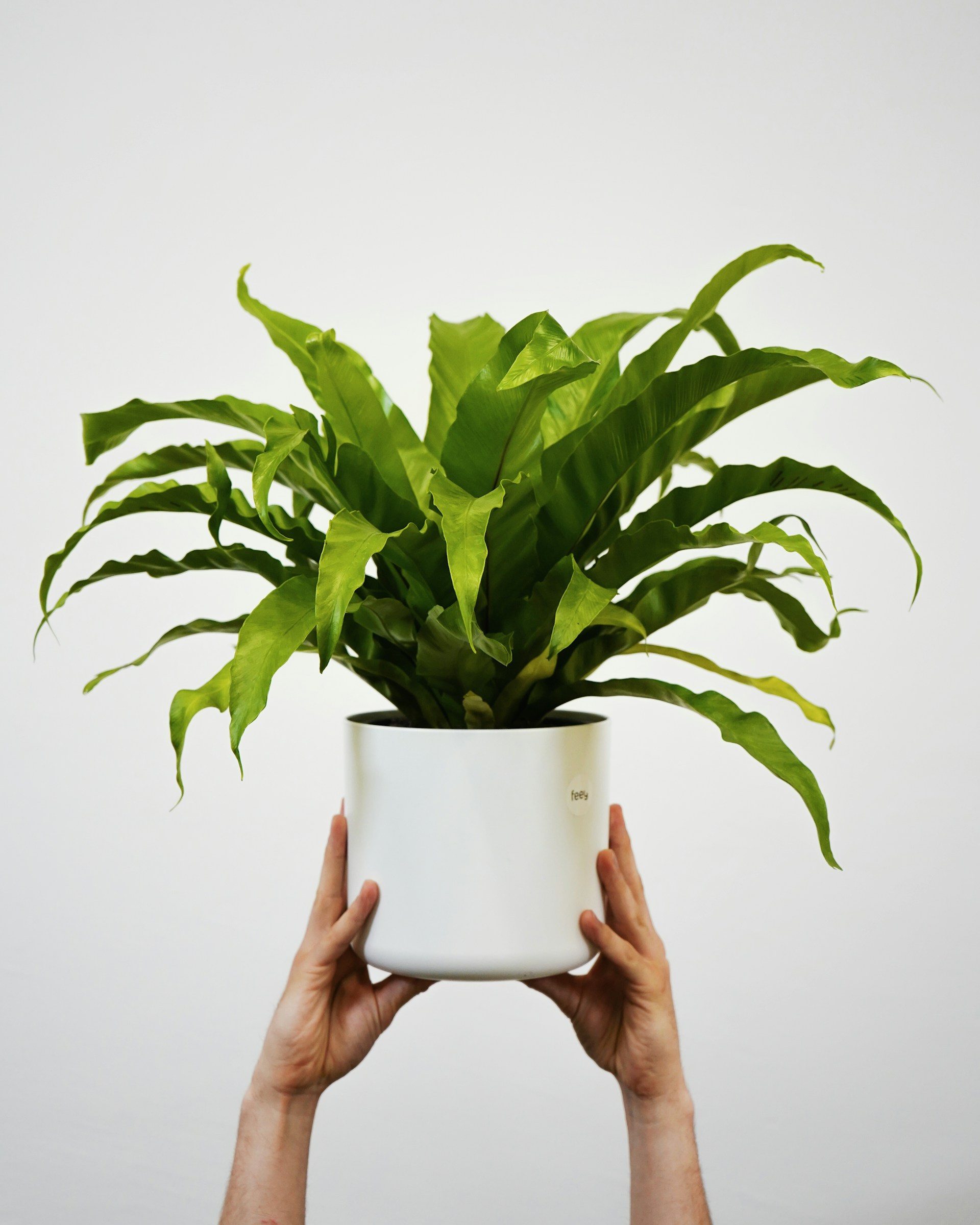 Birds Nest Fern