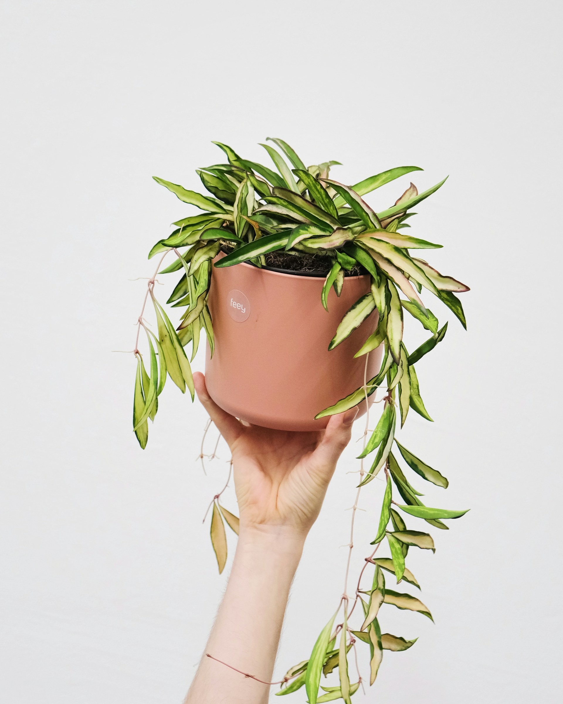 Hoya Kentiana