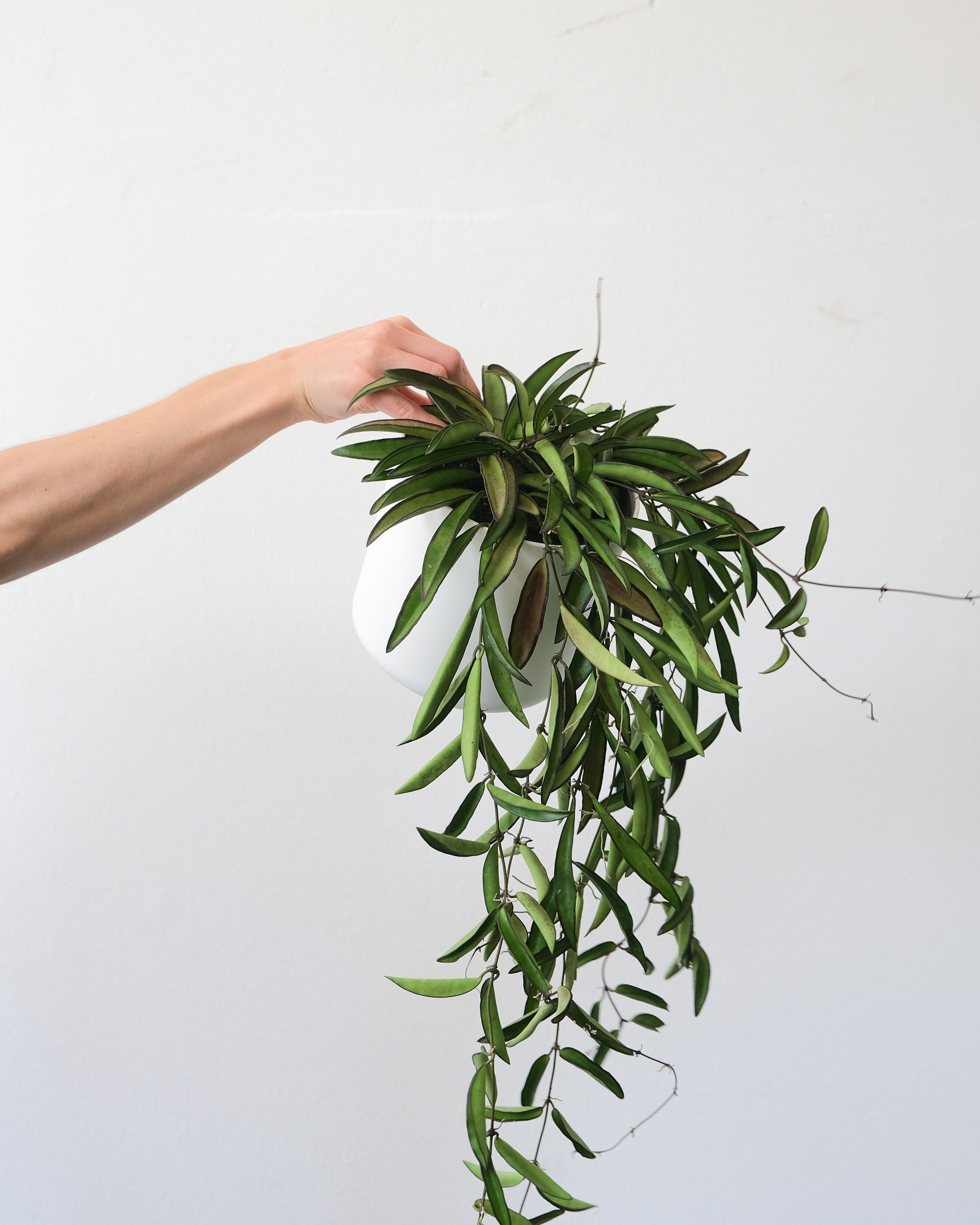 Hoya Kentiana
