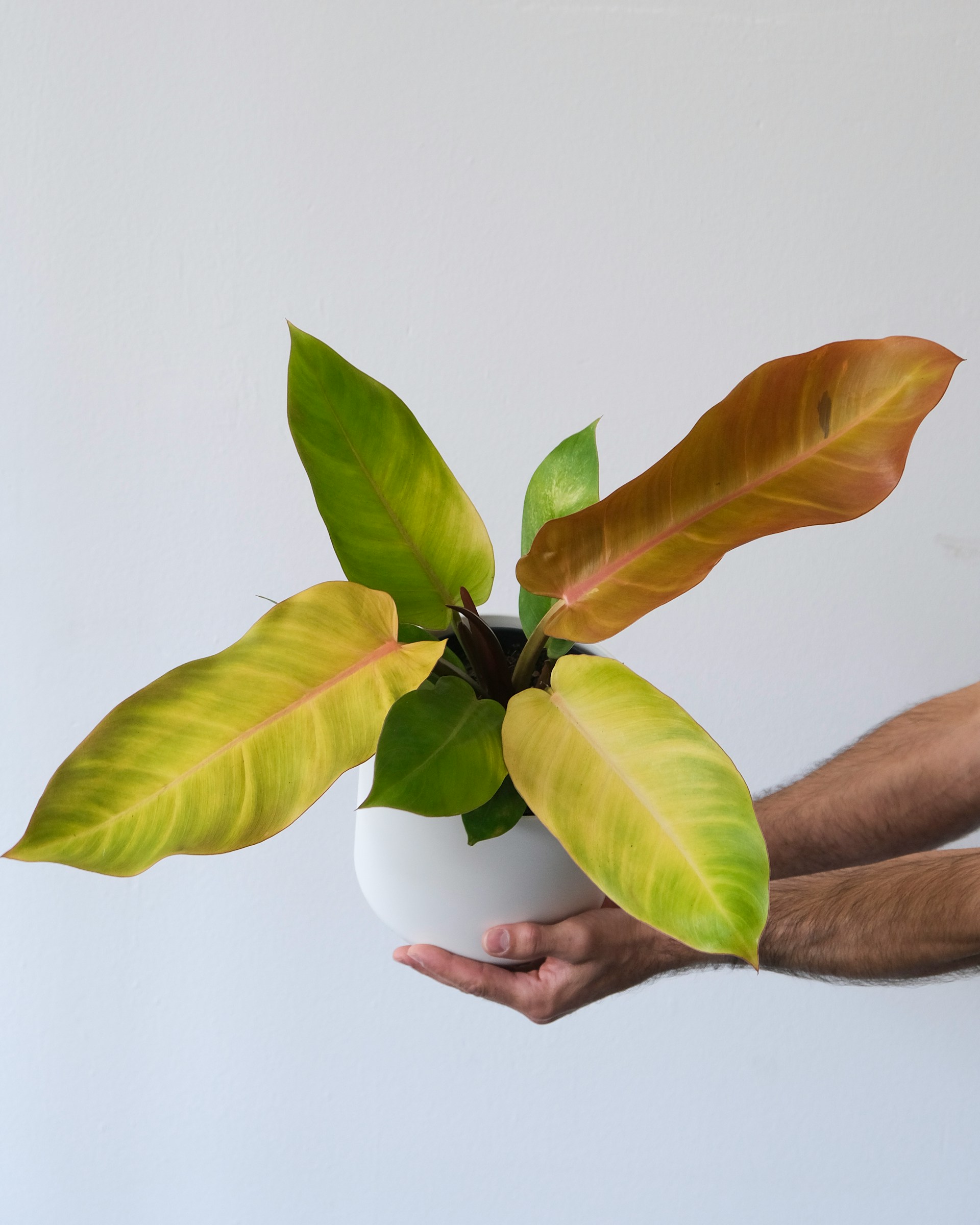 Philodendron Prince of Orange