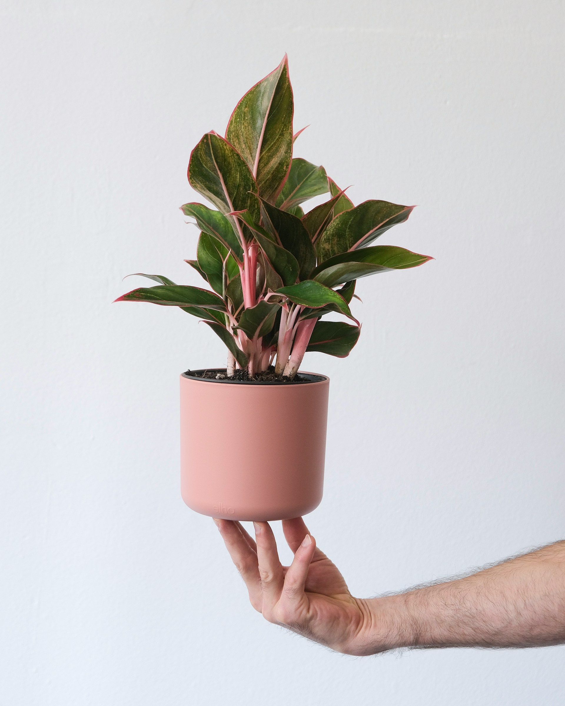 Lipstick Aglaonema