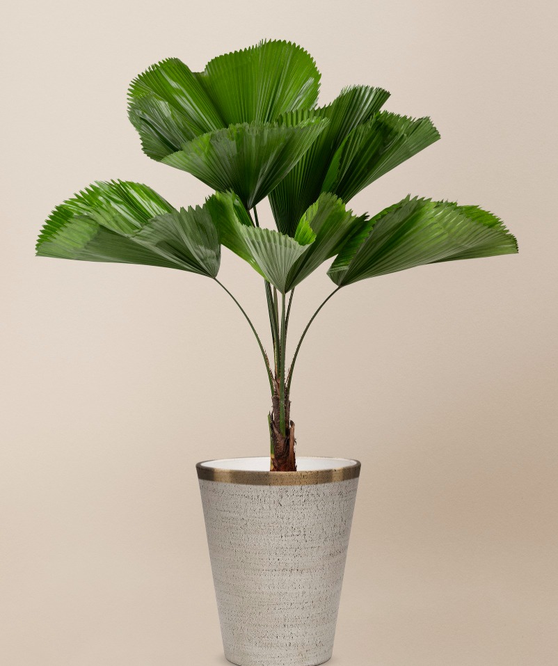 Ruffled Fan Palm