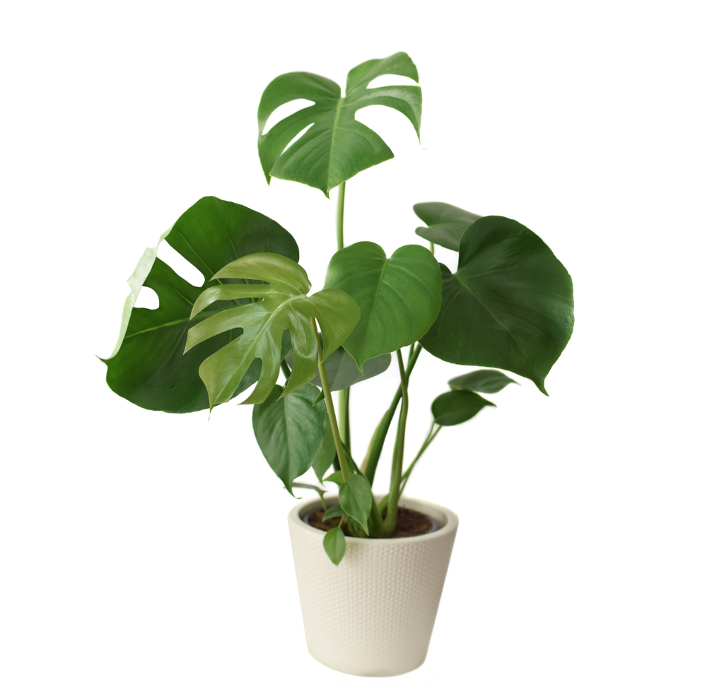 Monstera Small (2 feet tall)