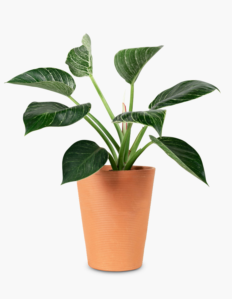 Philodendron Birkin