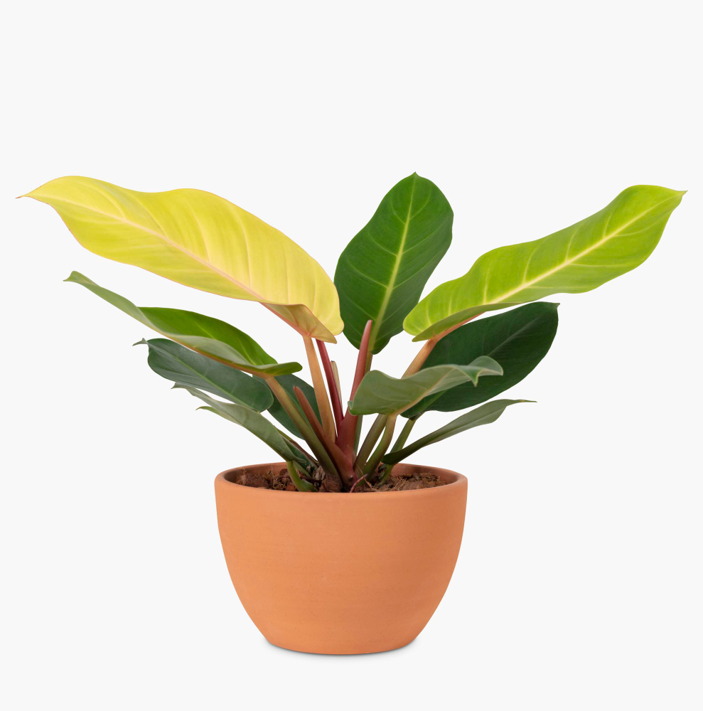 Philodendron Moonlight