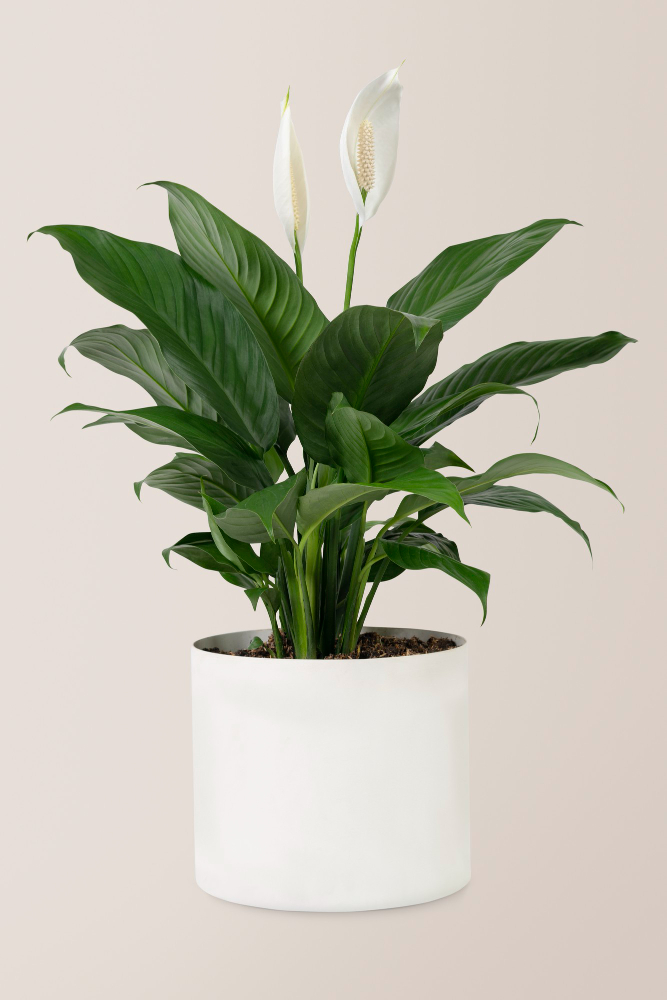 Peace Lily