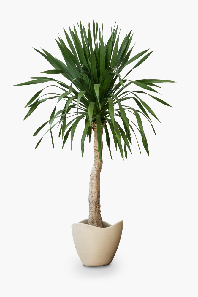 Yucca