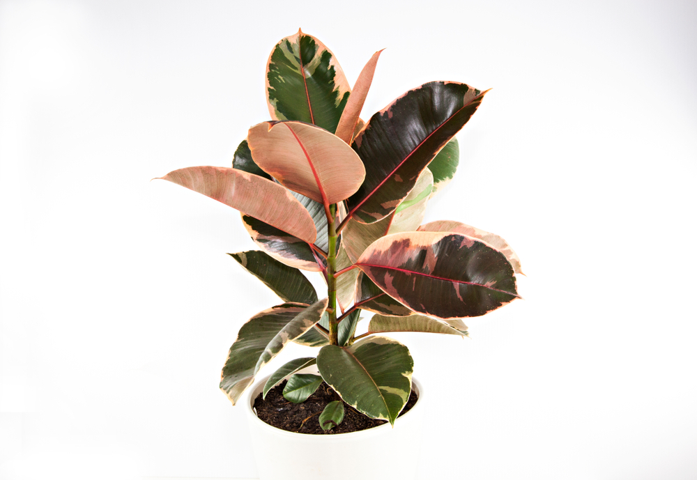 Verigated Rubber Plant