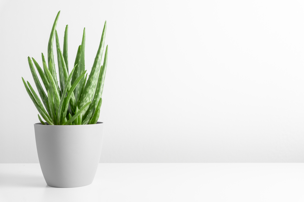 Aloe vera