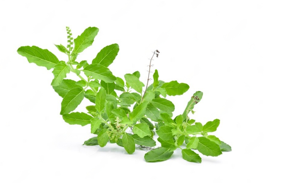 Tulsi