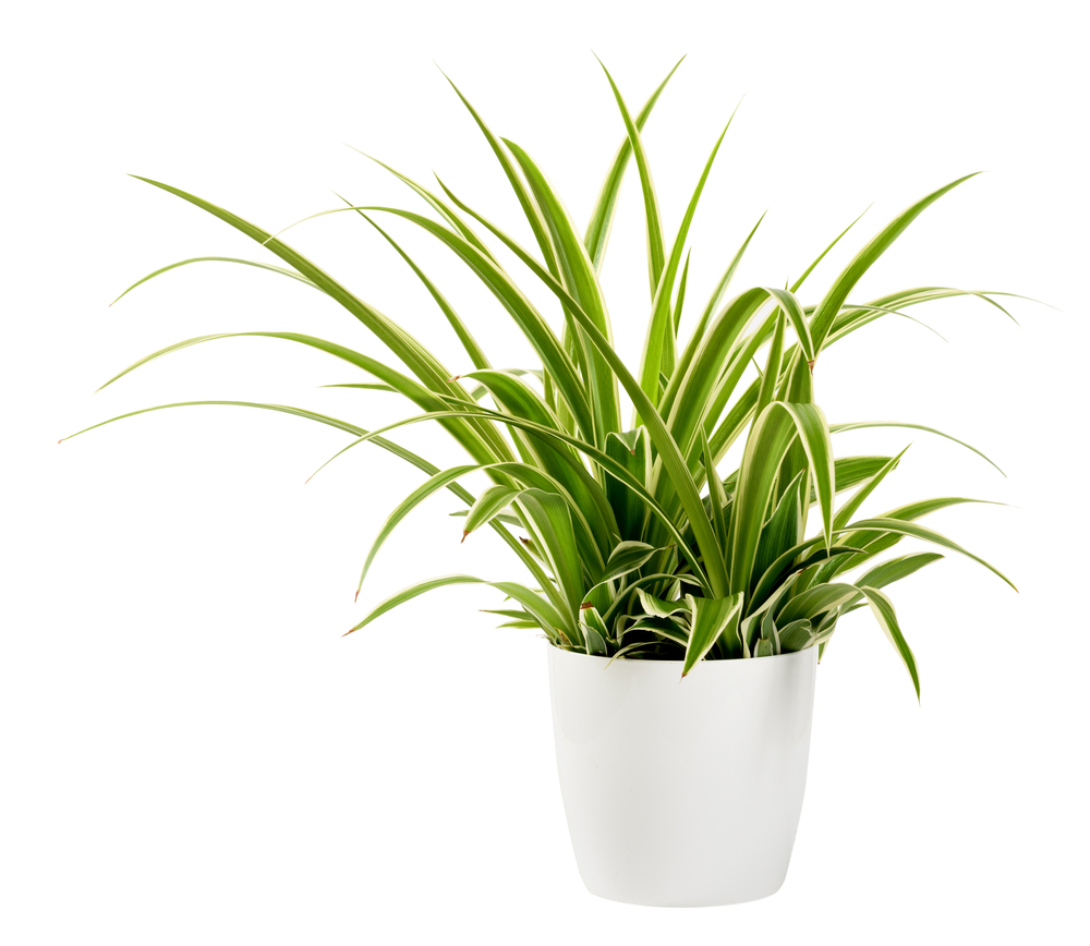 Spider Plant