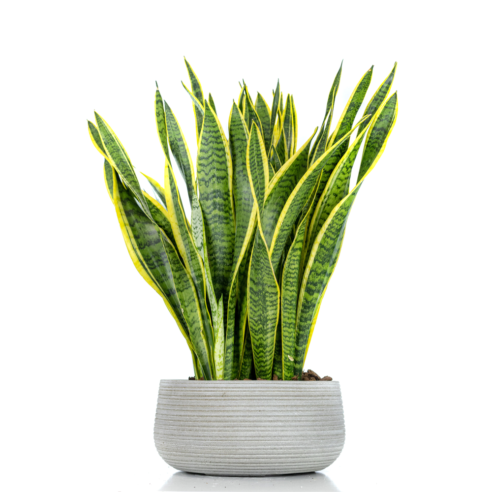 Snake Plant Bushy