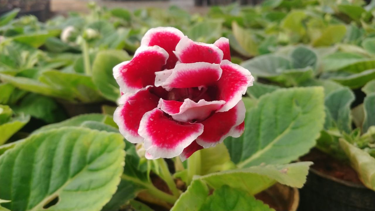Gloxinia