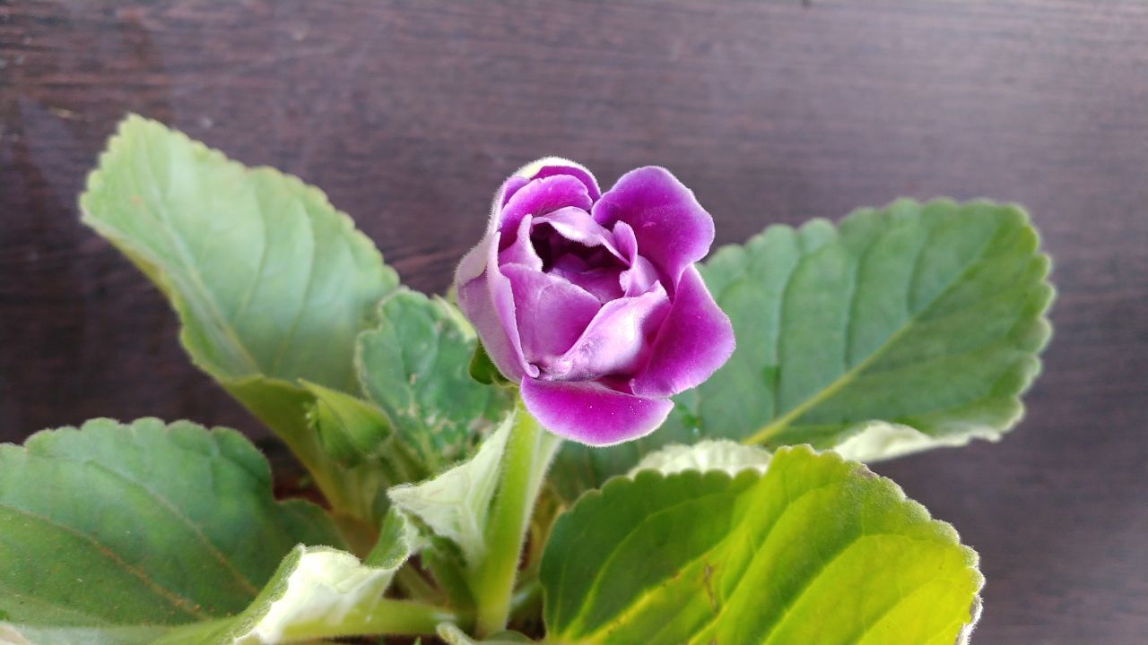 Gloxinia