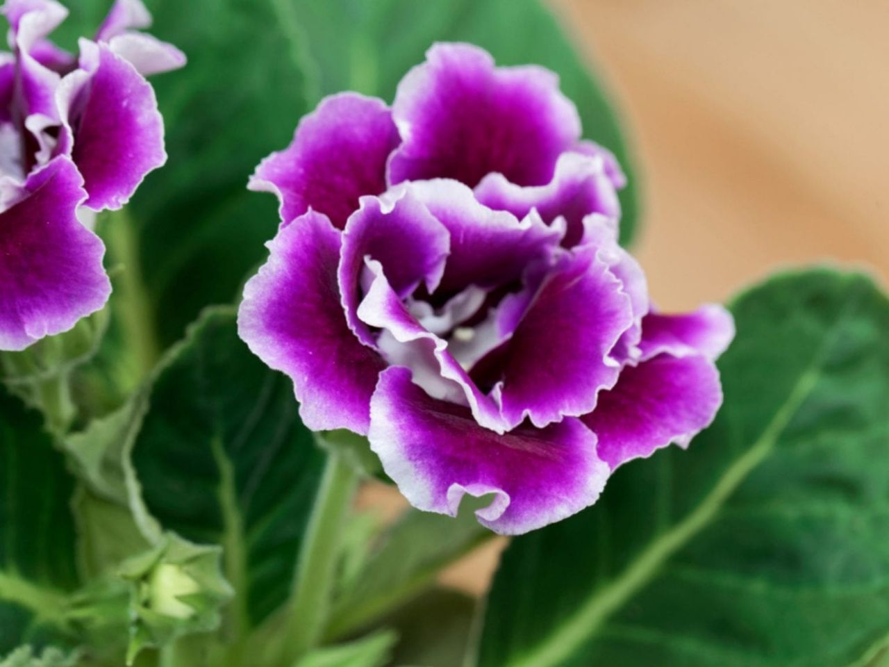 Gloxinia