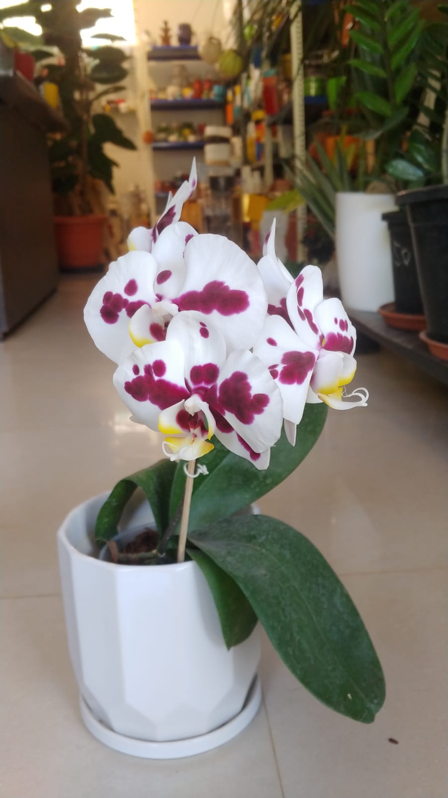 Dotted Phalaenopsis
