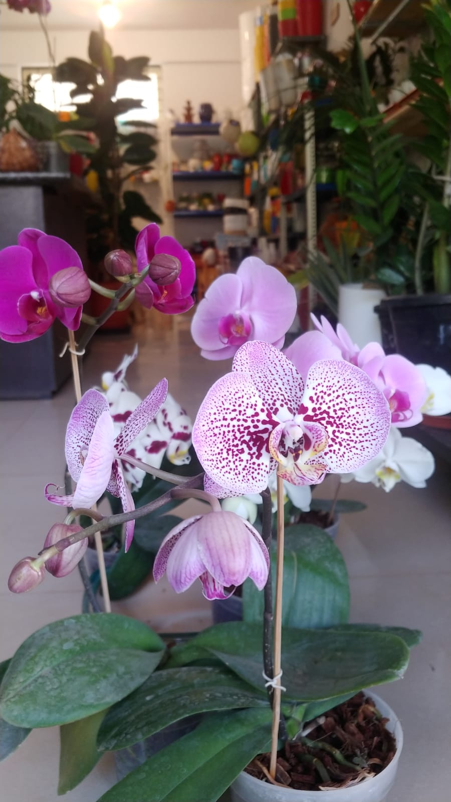 Pink Dotted Phalaenopsis Orchid