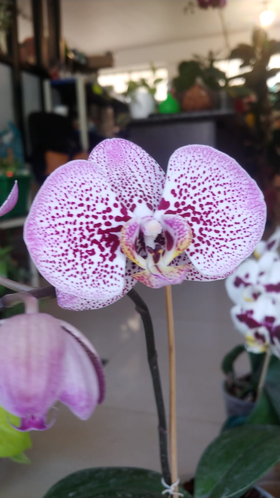 Pink Dotted Phalaenopsis Orchid