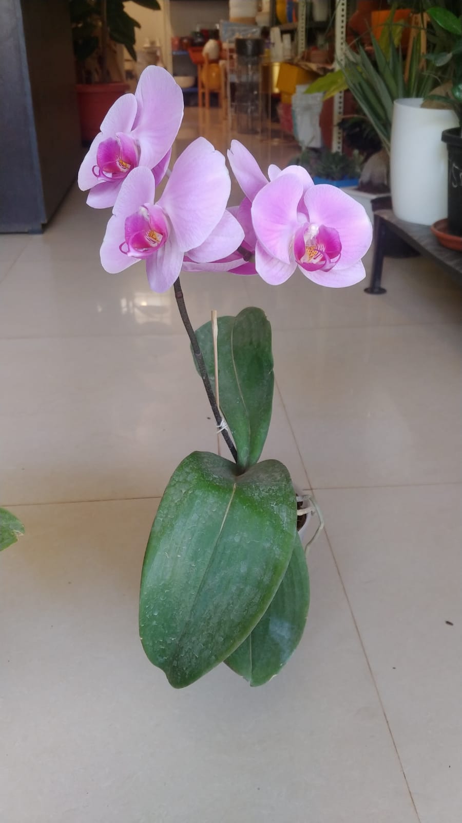 Pink Phalaenopsis Orchid