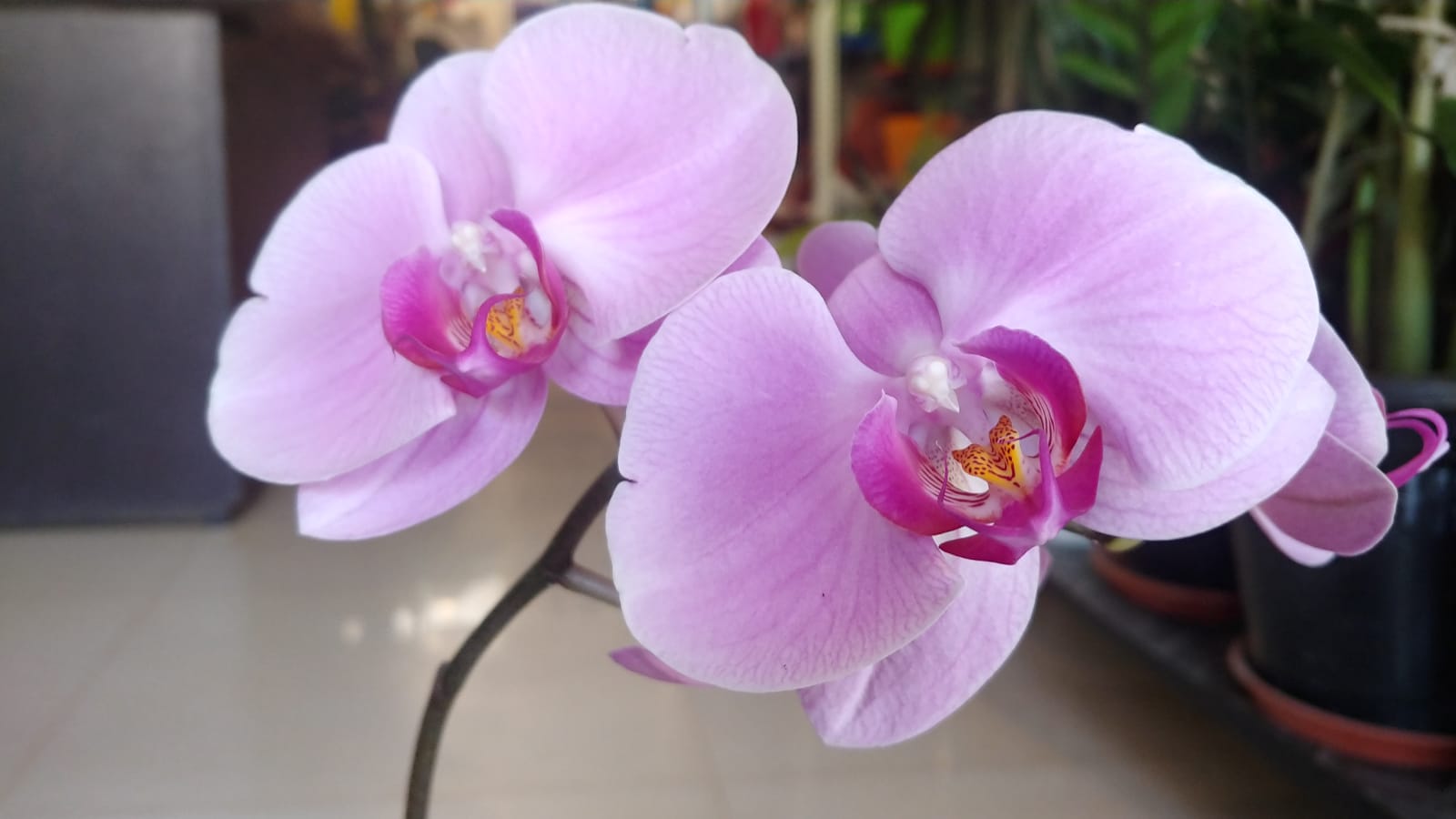 Pink Phalaenopsis Orchid