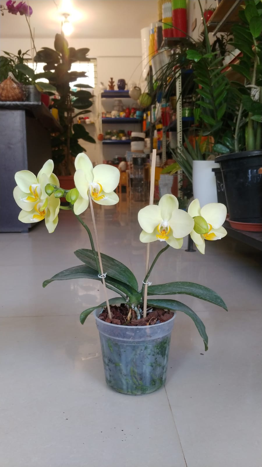 Yellow Phalaenopsis Orchid