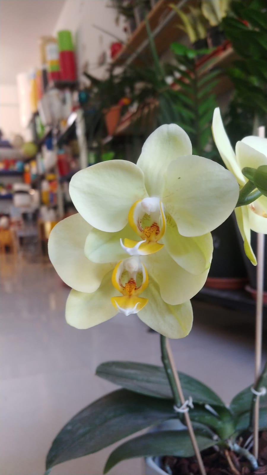 Yellow Phalaenopsis Orchid
