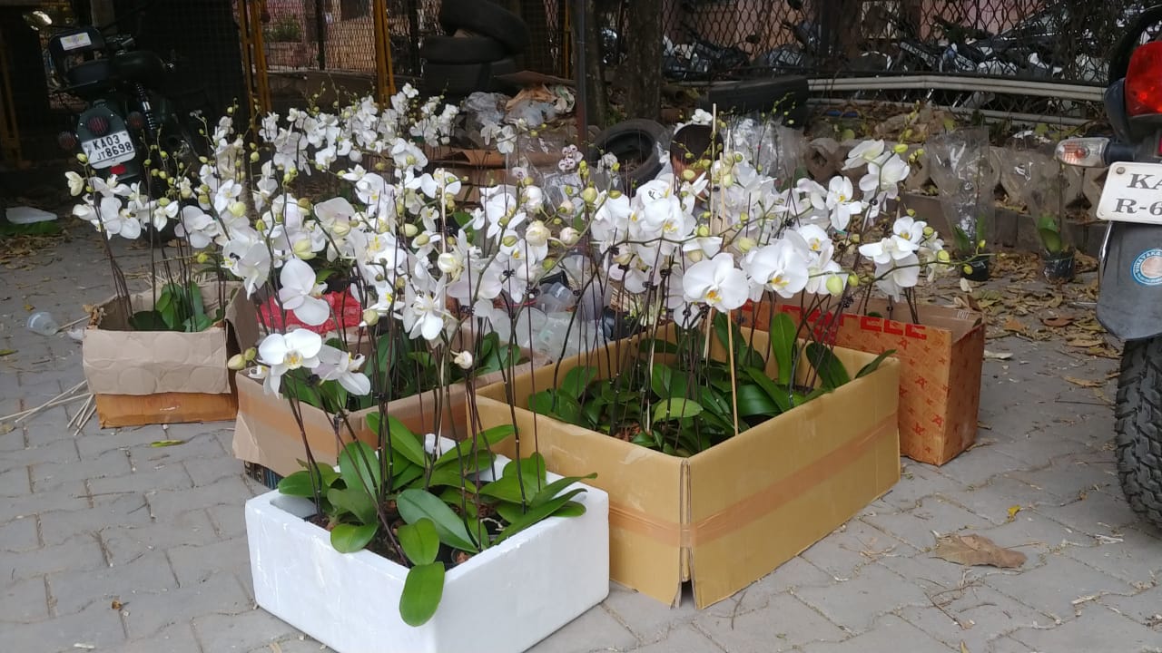 White Phalaenopsis Orchid