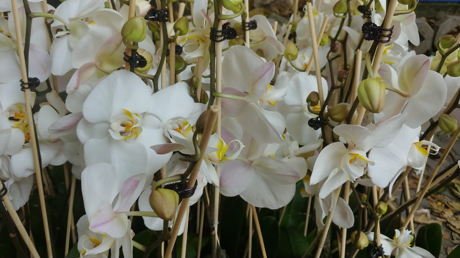 White Phalaenopsis Orchid