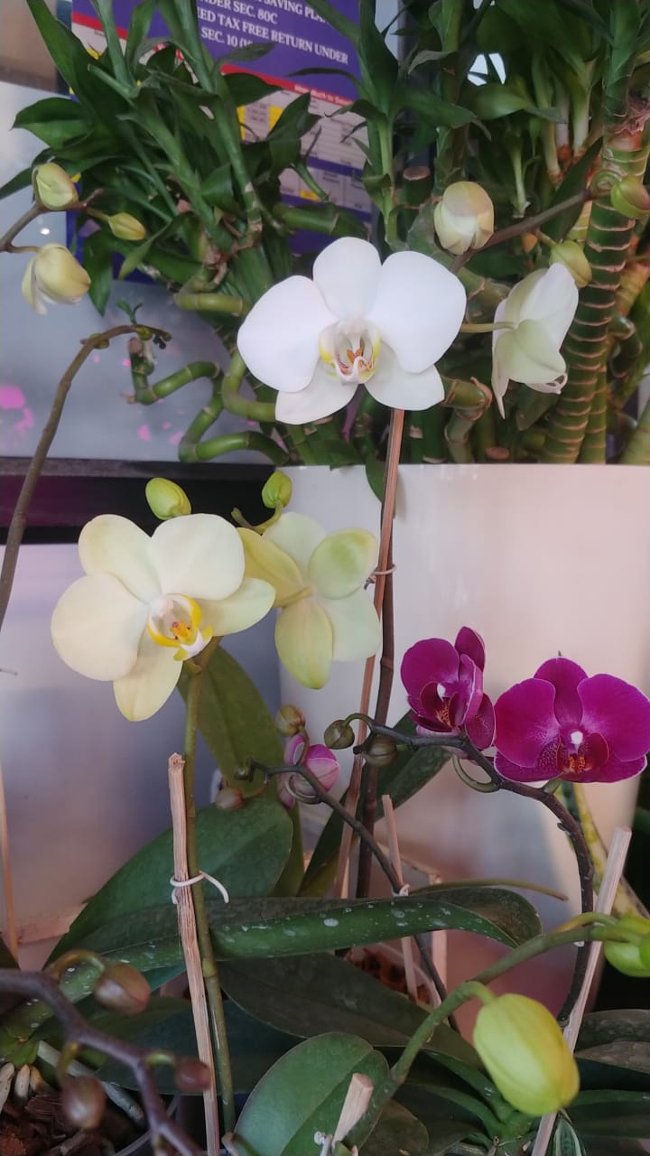 White Phalaenopsis Orchid